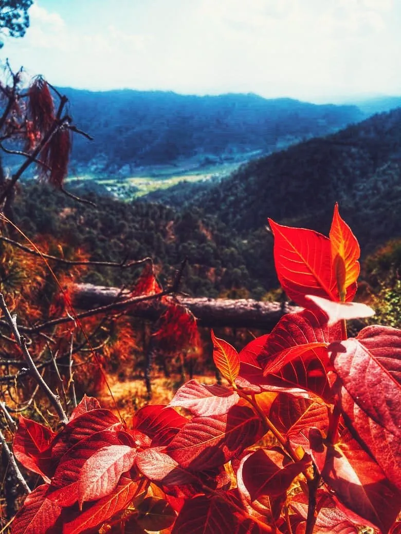 Flowers and the view is of Someshwar valley which lies in Uttarakhand state.