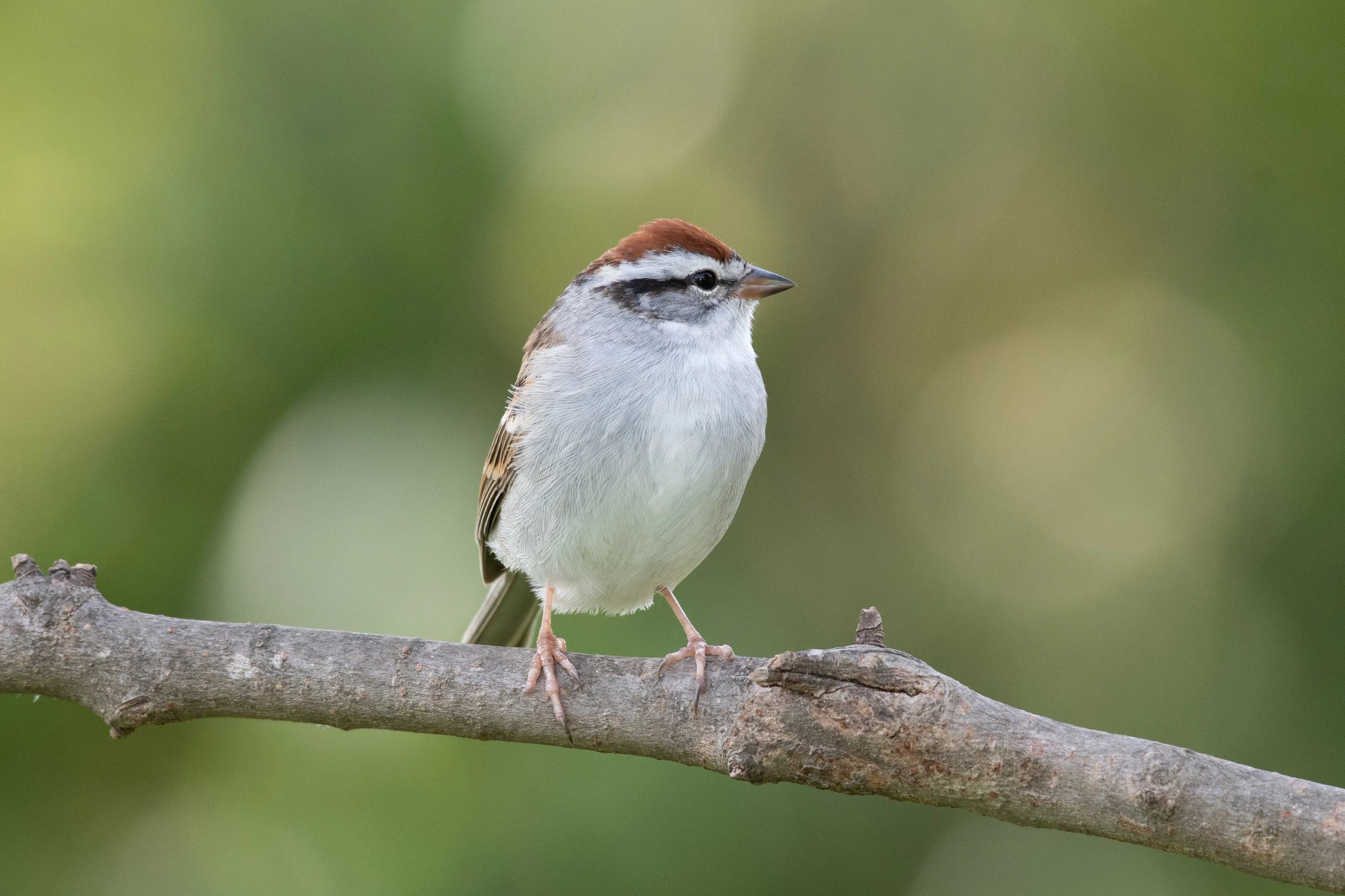 Chipping Sparrow waiting his turn at feeder