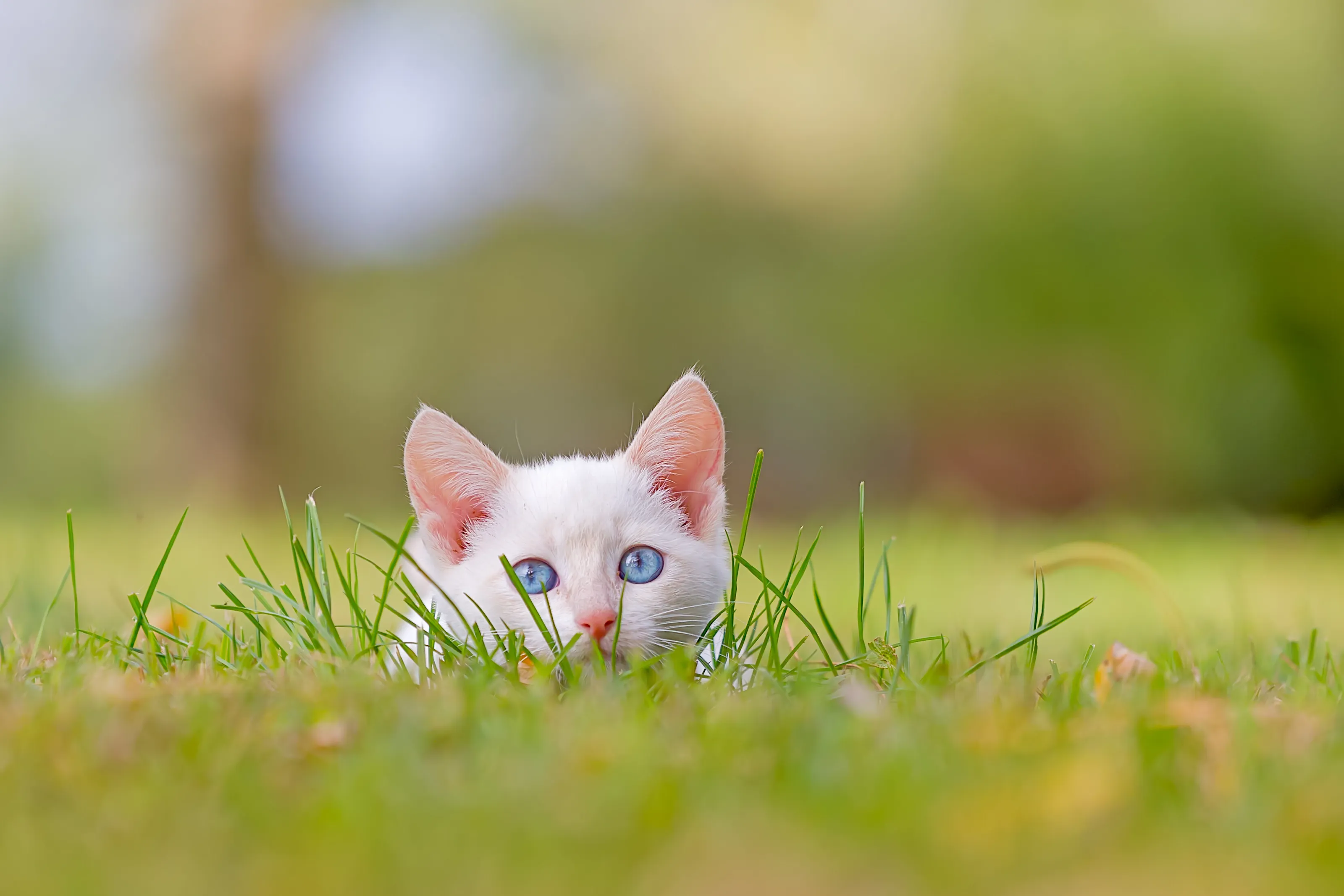 Little Hunter