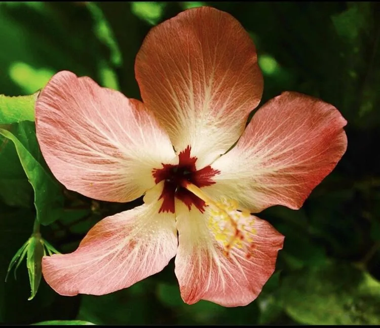 flower power
