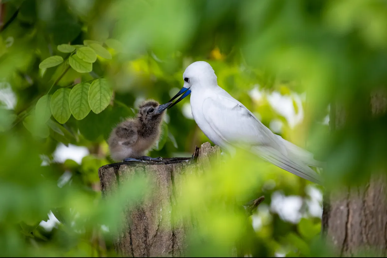Fairy tern with chick