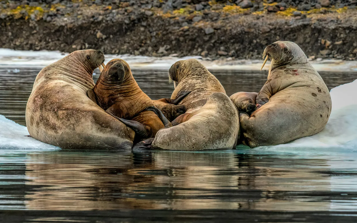 Entry 6121800