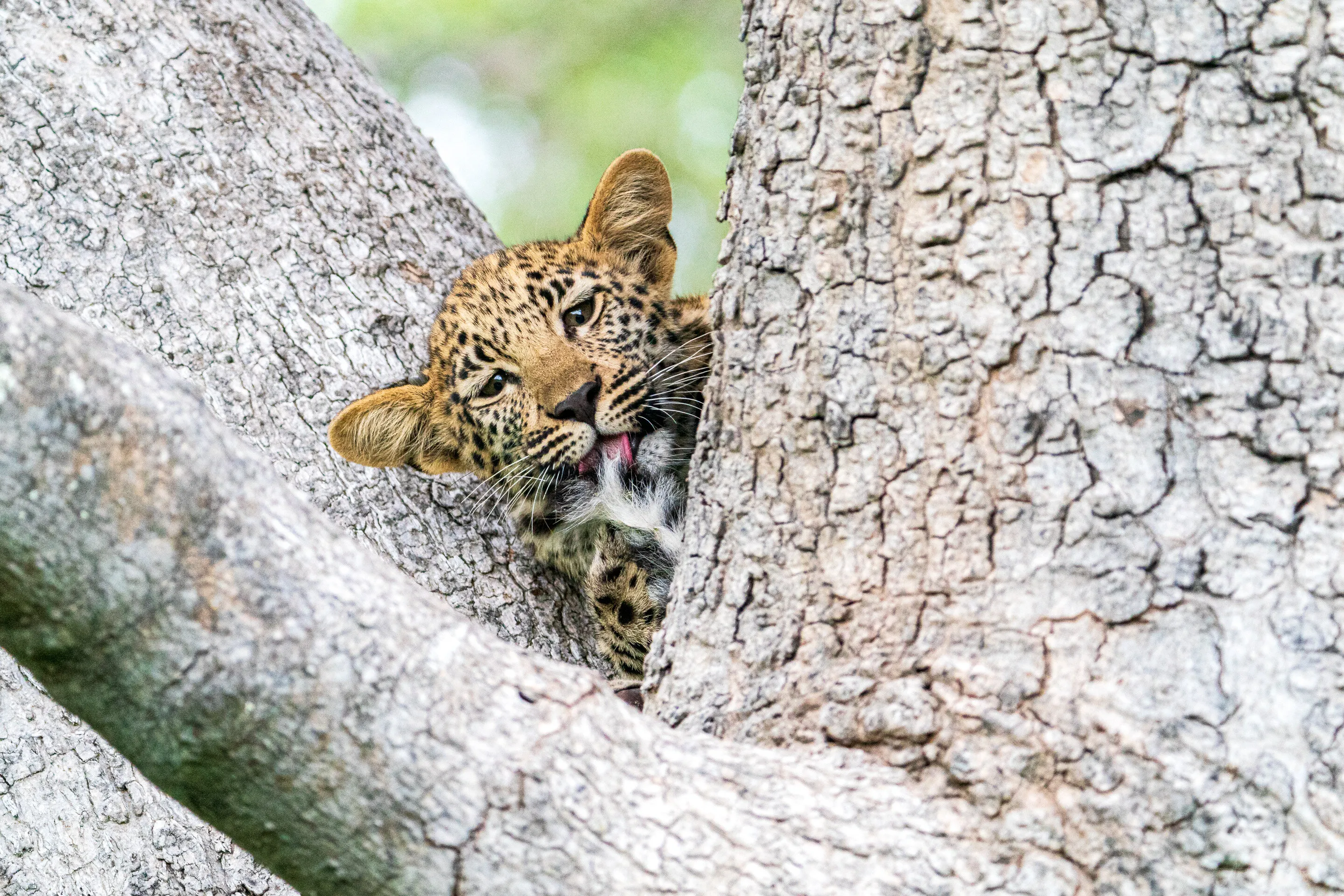 Leopard cub up in a tree