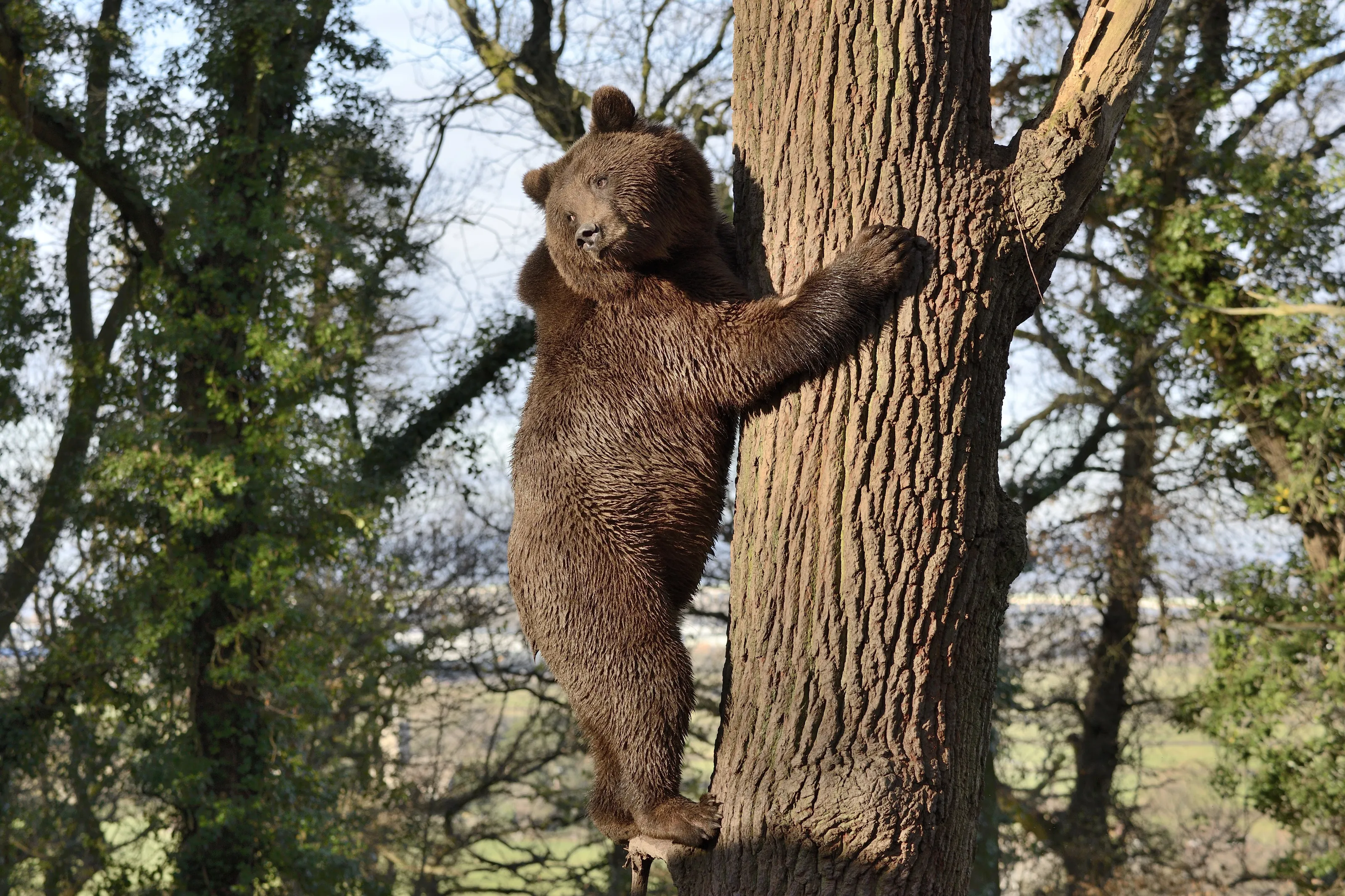 Bear in a tree