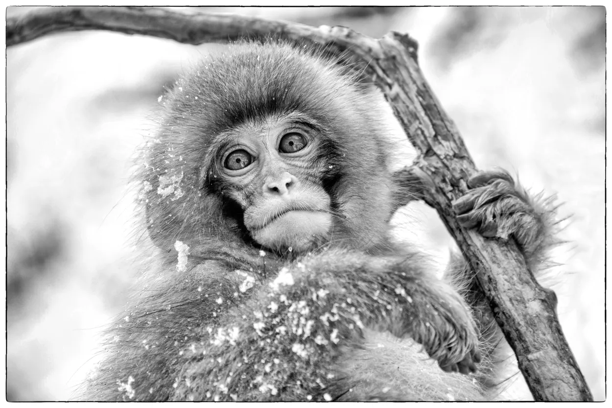 Snow monkey  from Yudanaka, Japan...