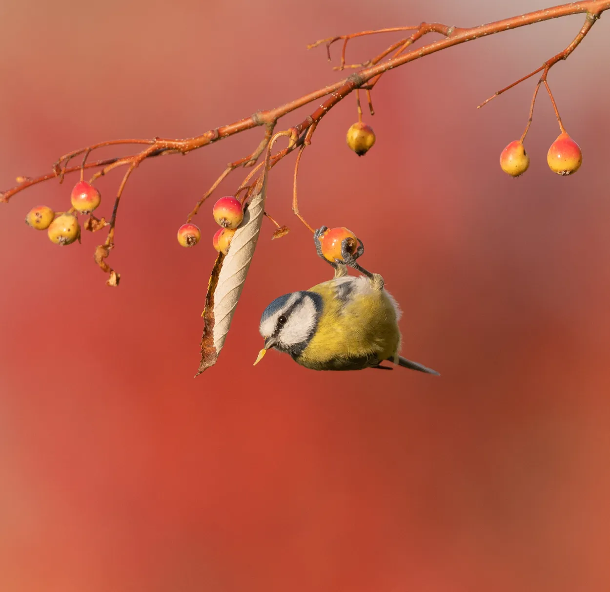 Entry 6720744