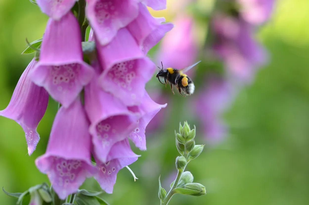 Entry 33261