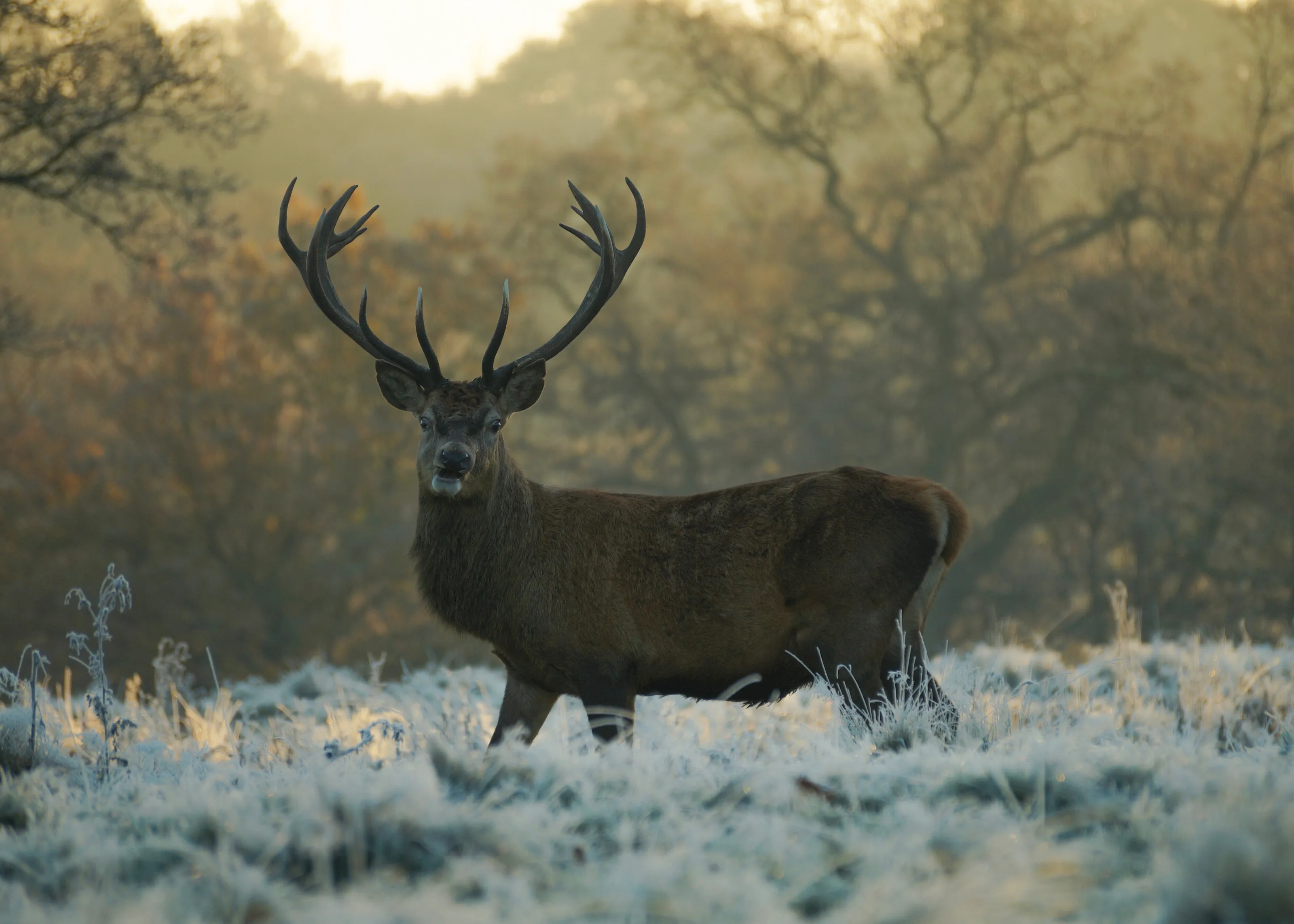 Red deer on a winter morning