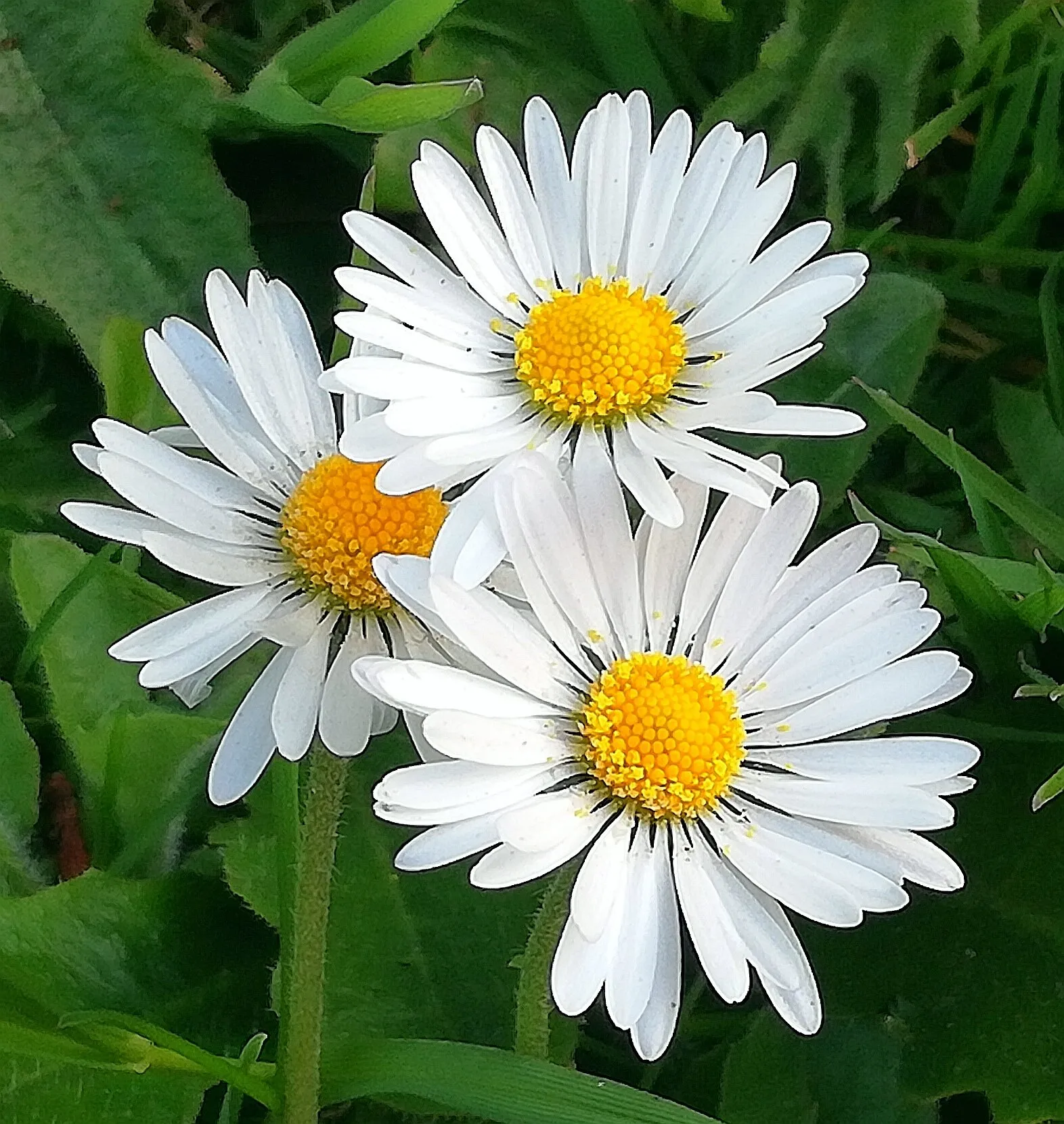 Daisies