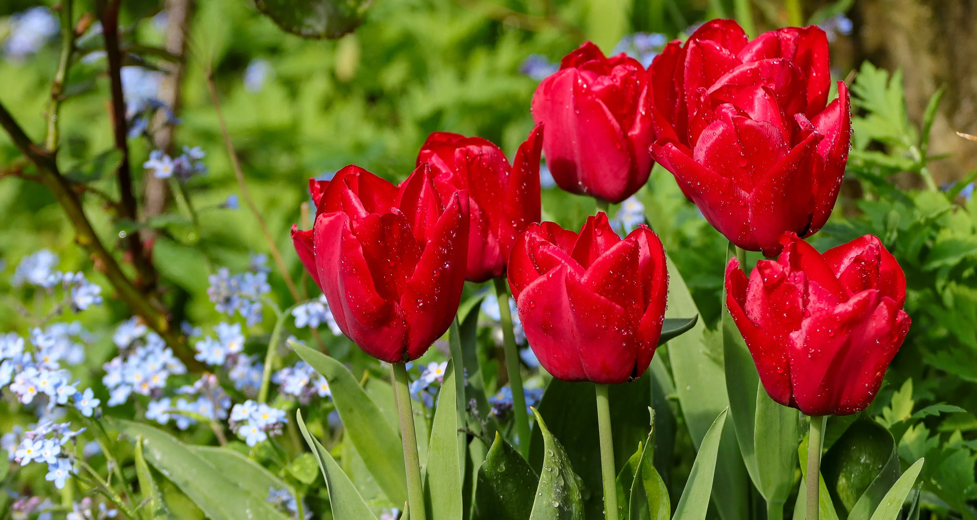 Tulips in lockdown