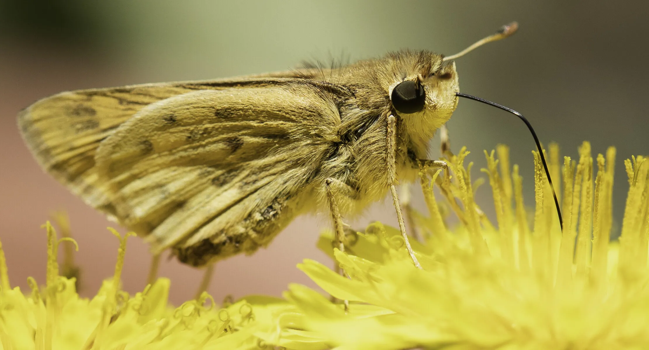 Yellow Butterfly