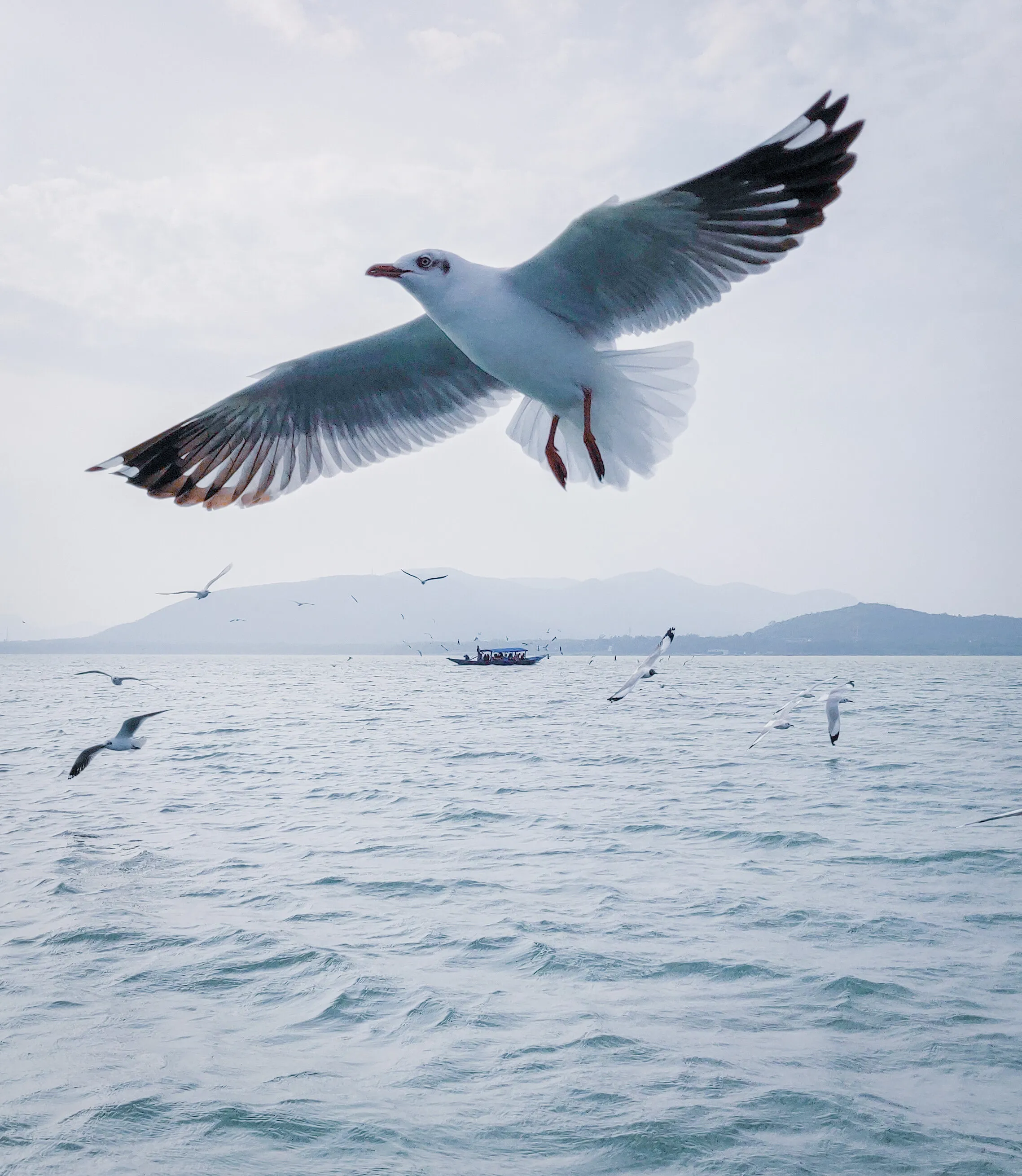 "Gulls"