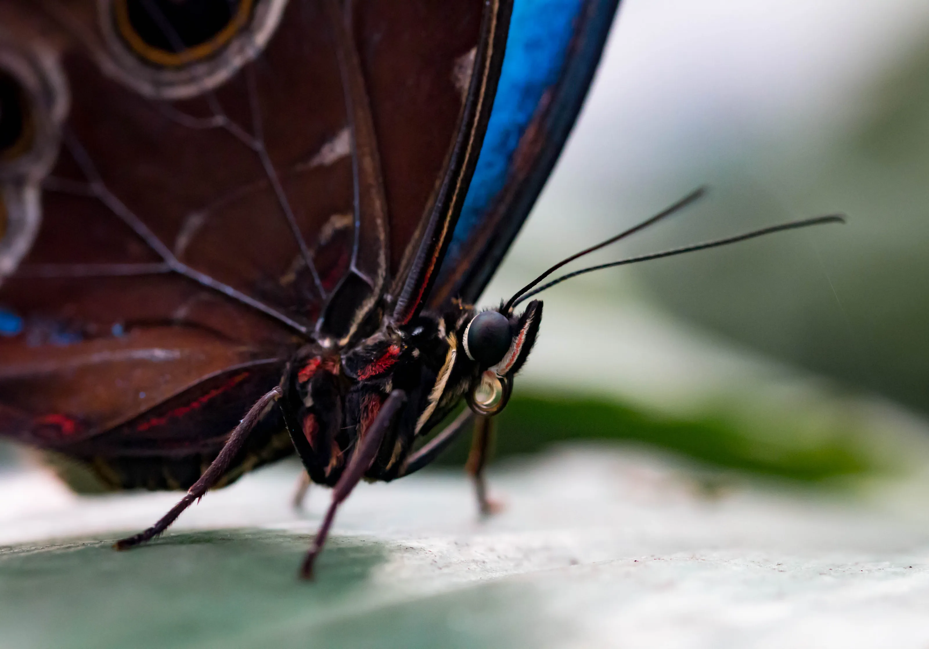 owl butterfly macro