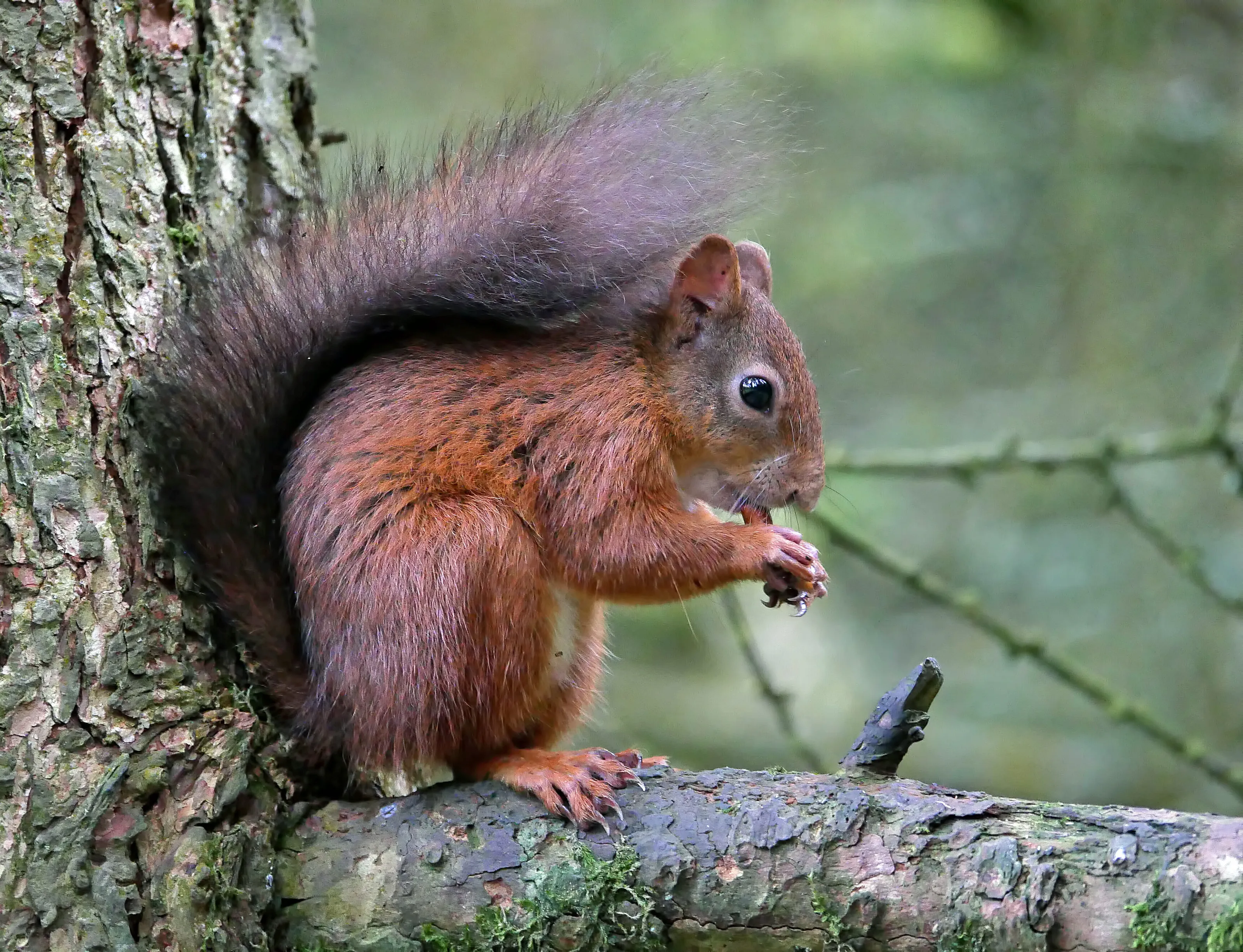 A hungry Red.