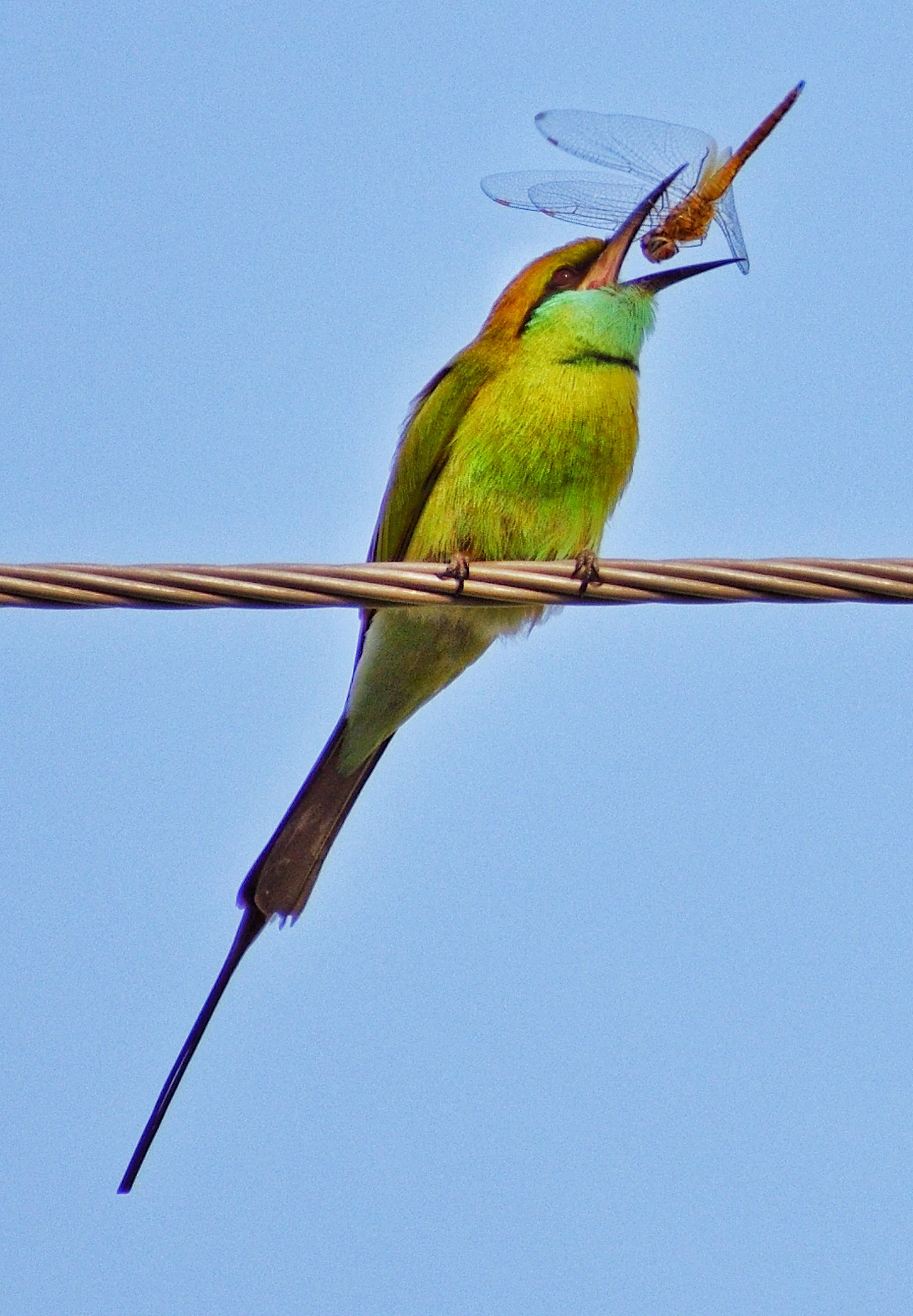 Beautiful bird Bee Eater , catching bee for Eating purpose , the best timing photo