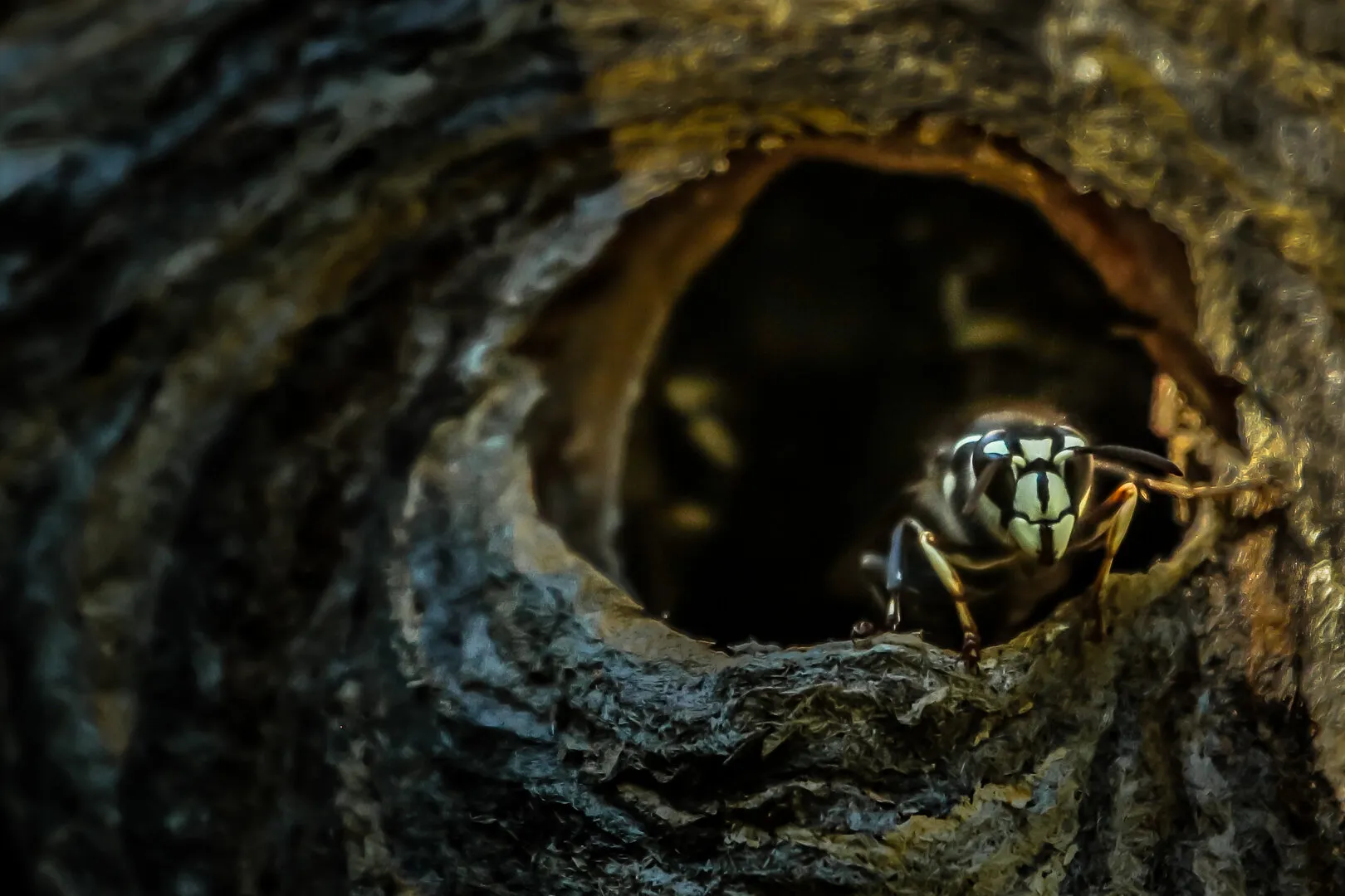 Hornet Hive