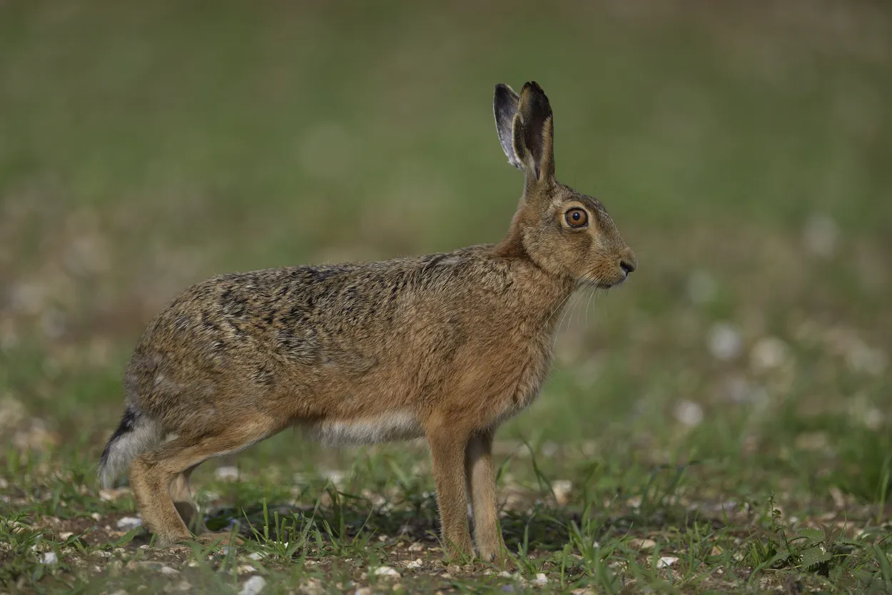 Entry 6153028