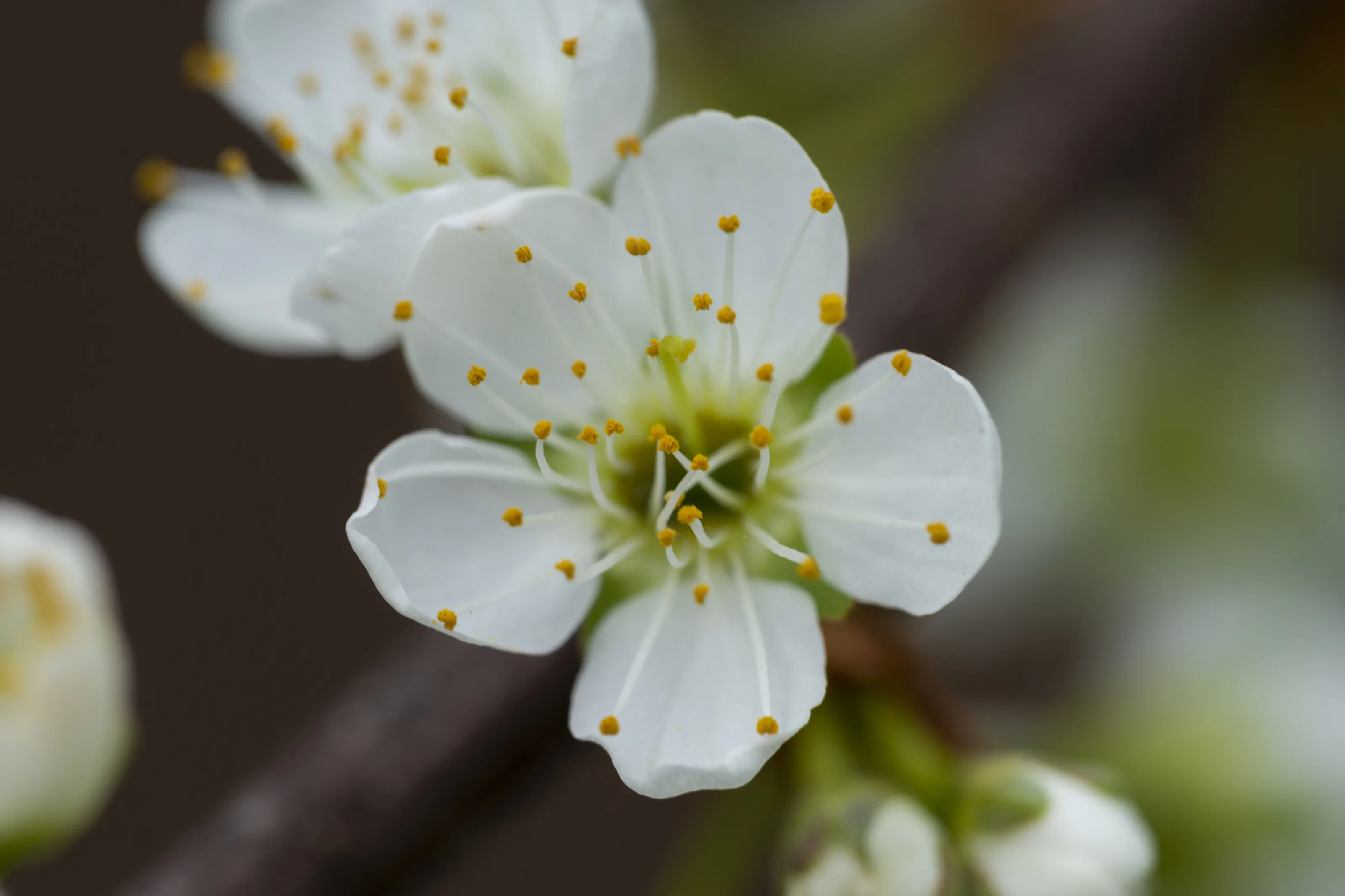 Fruit Tree Blossom