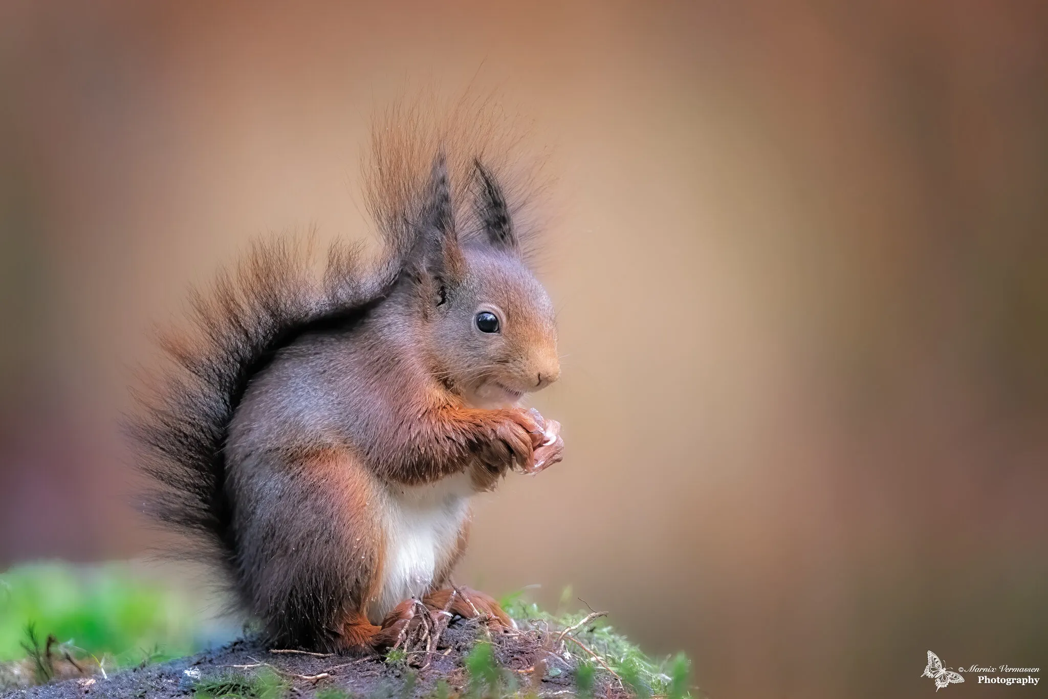 Squirrel