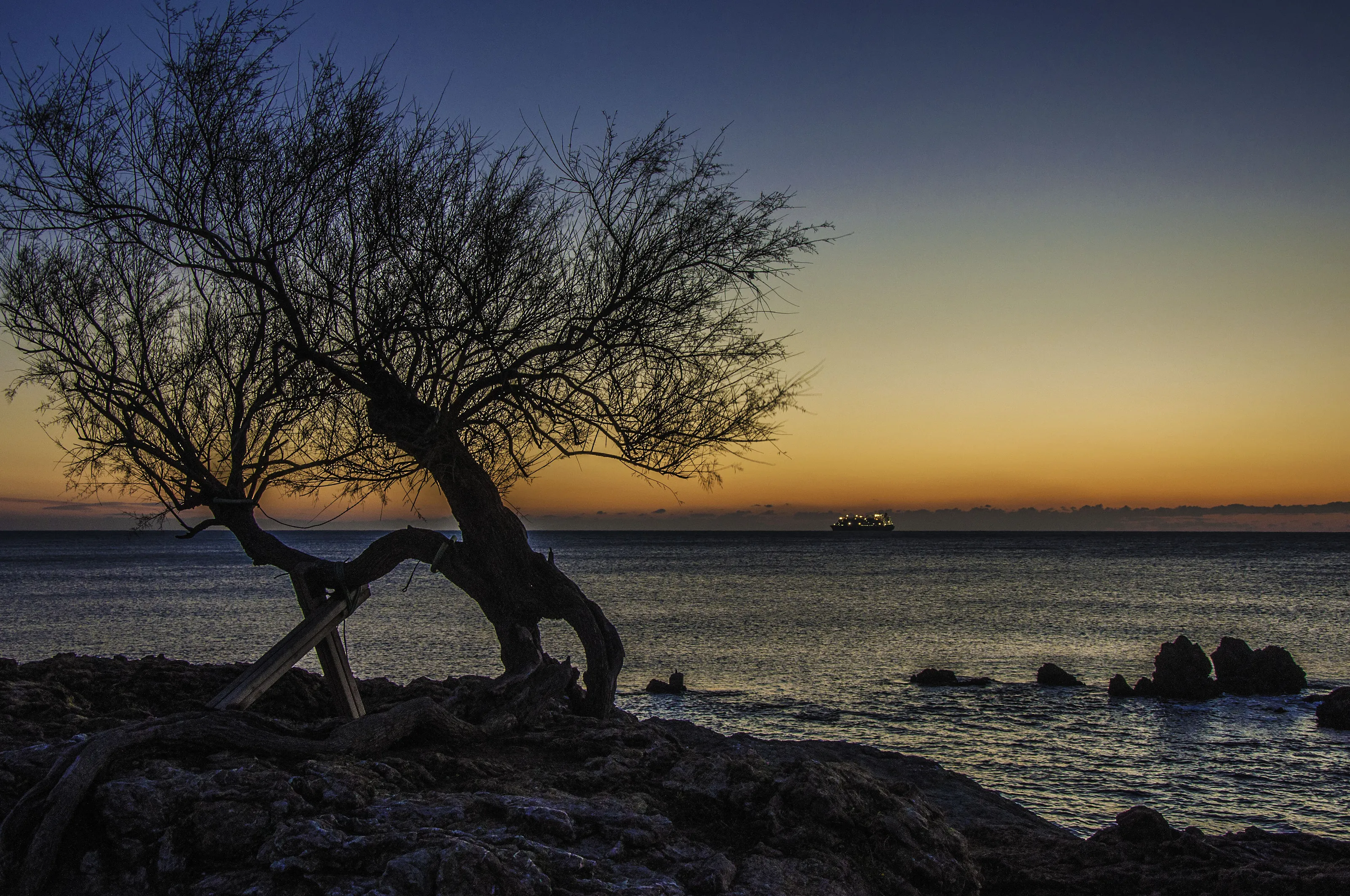 the last tree on the rocks
