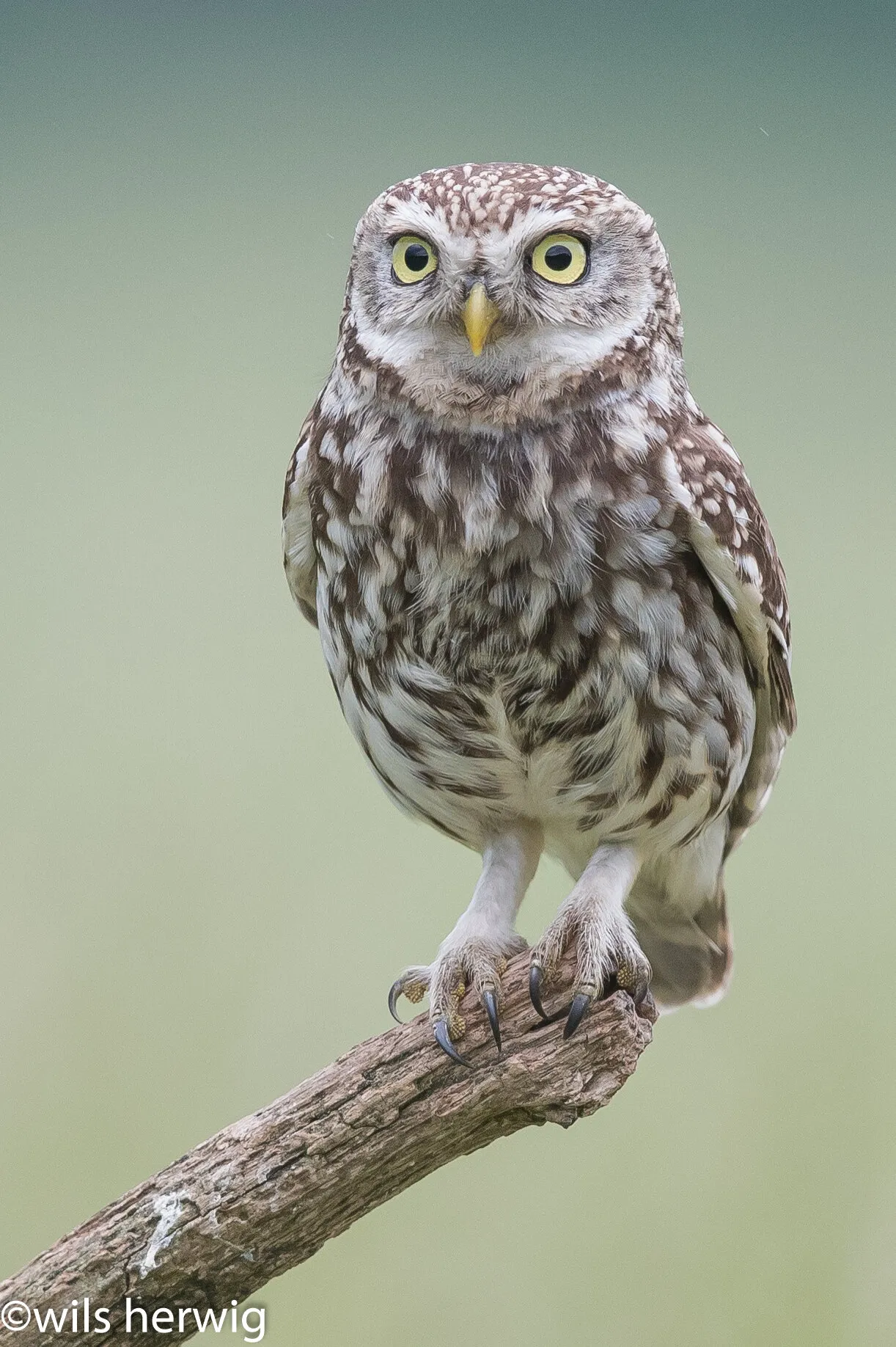 little owl