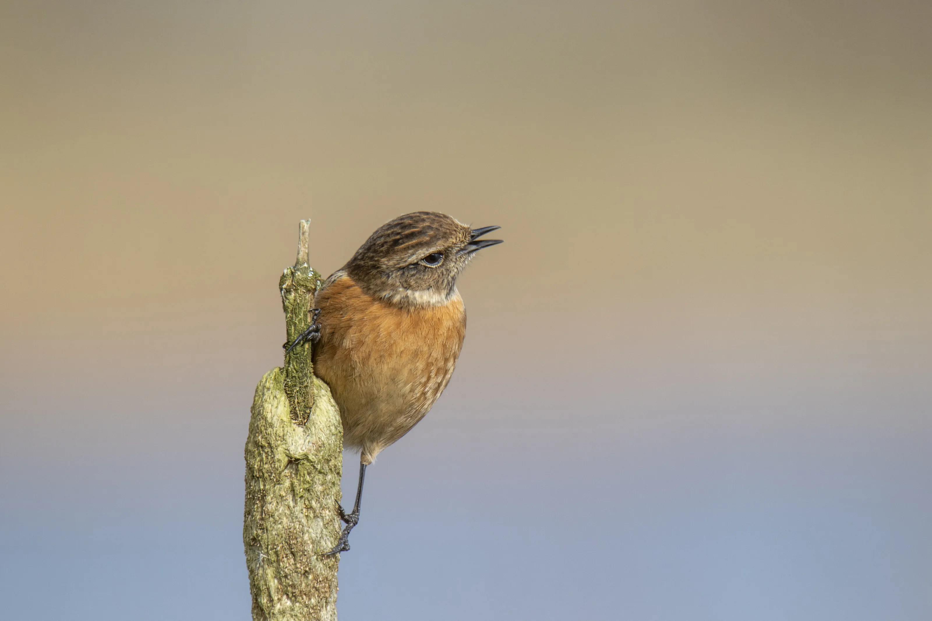 Robin wheatear