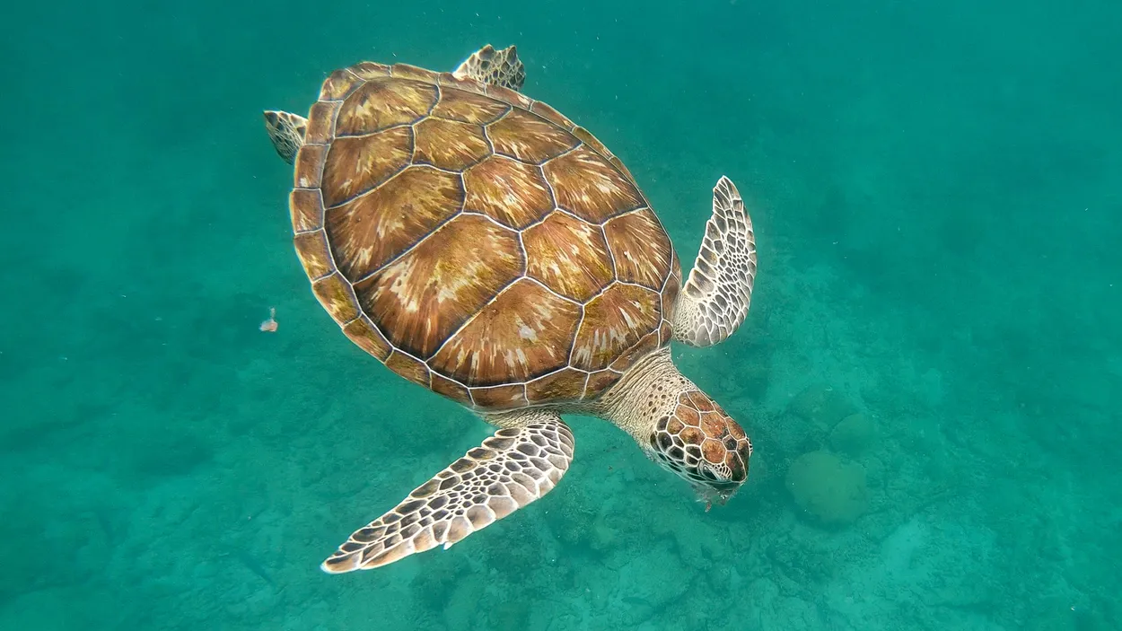 Entry 6160064