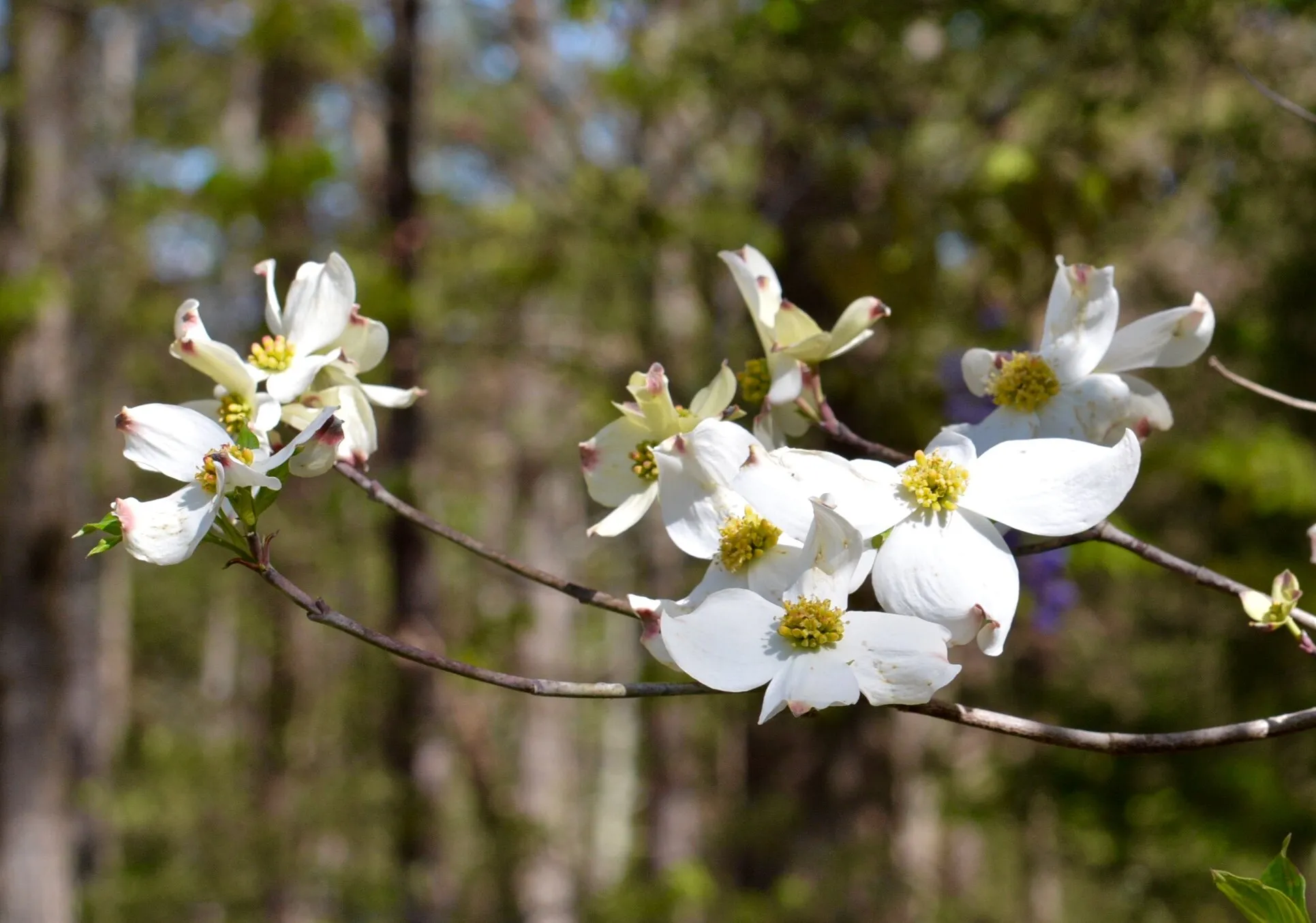The beauty of the Dogwood