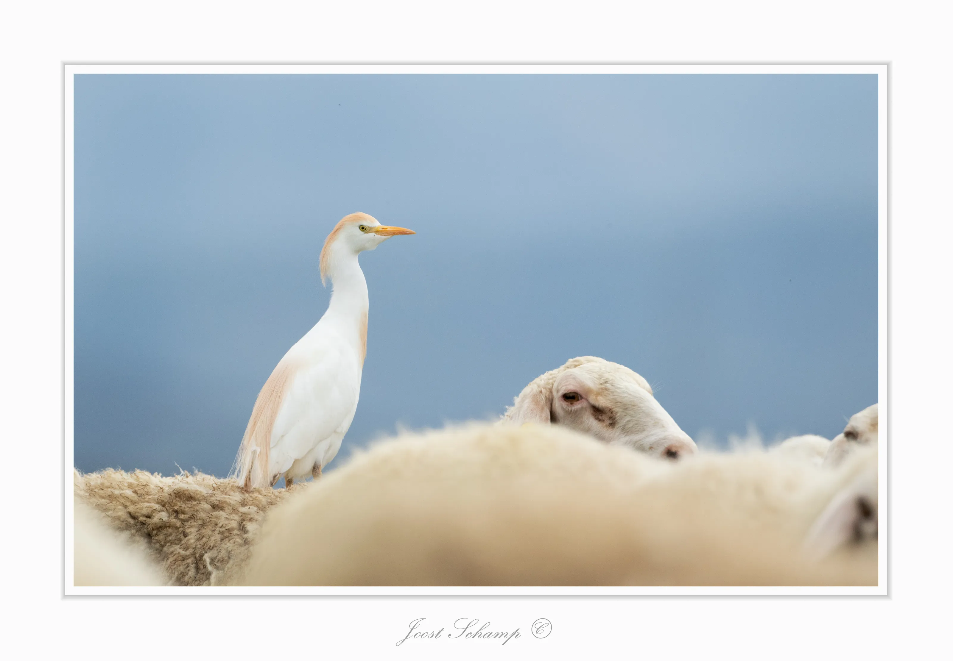 Cattle Egret