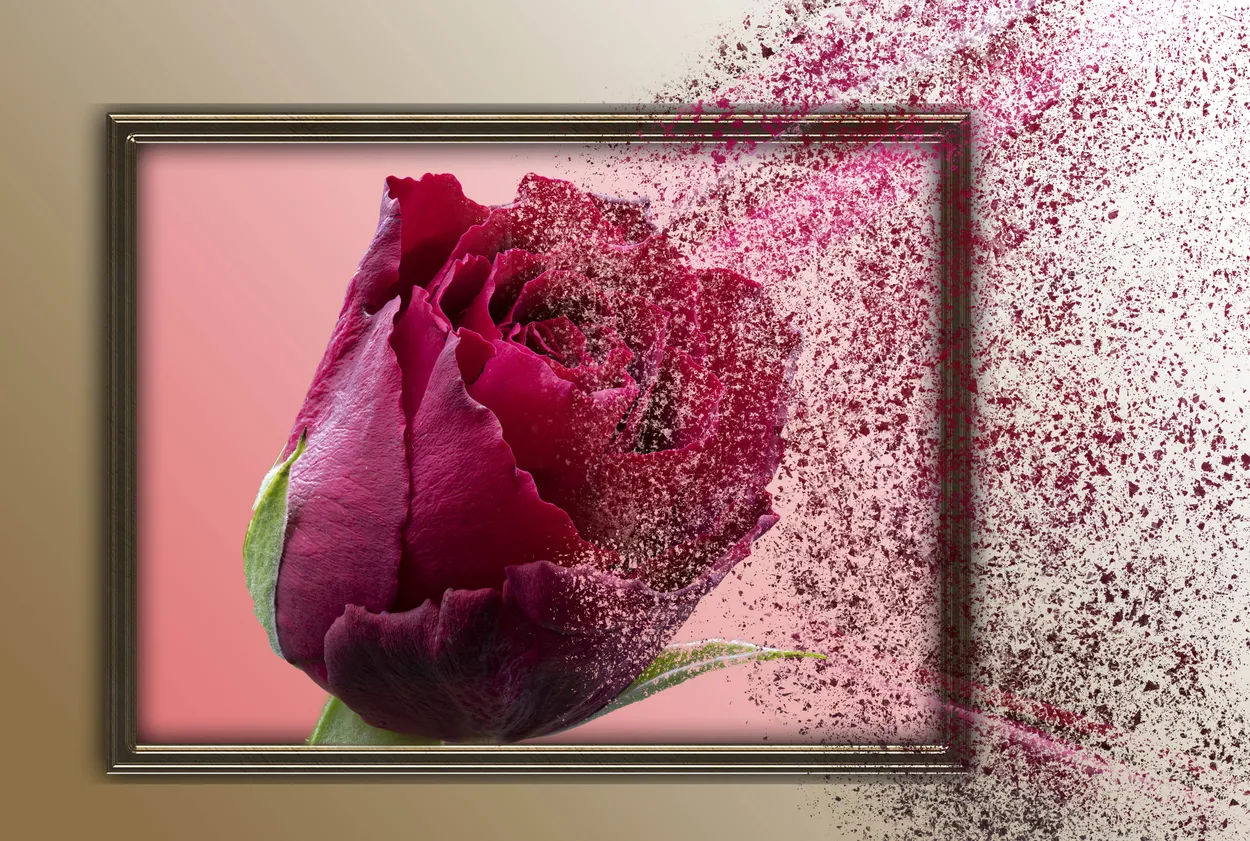 Shredded Rose