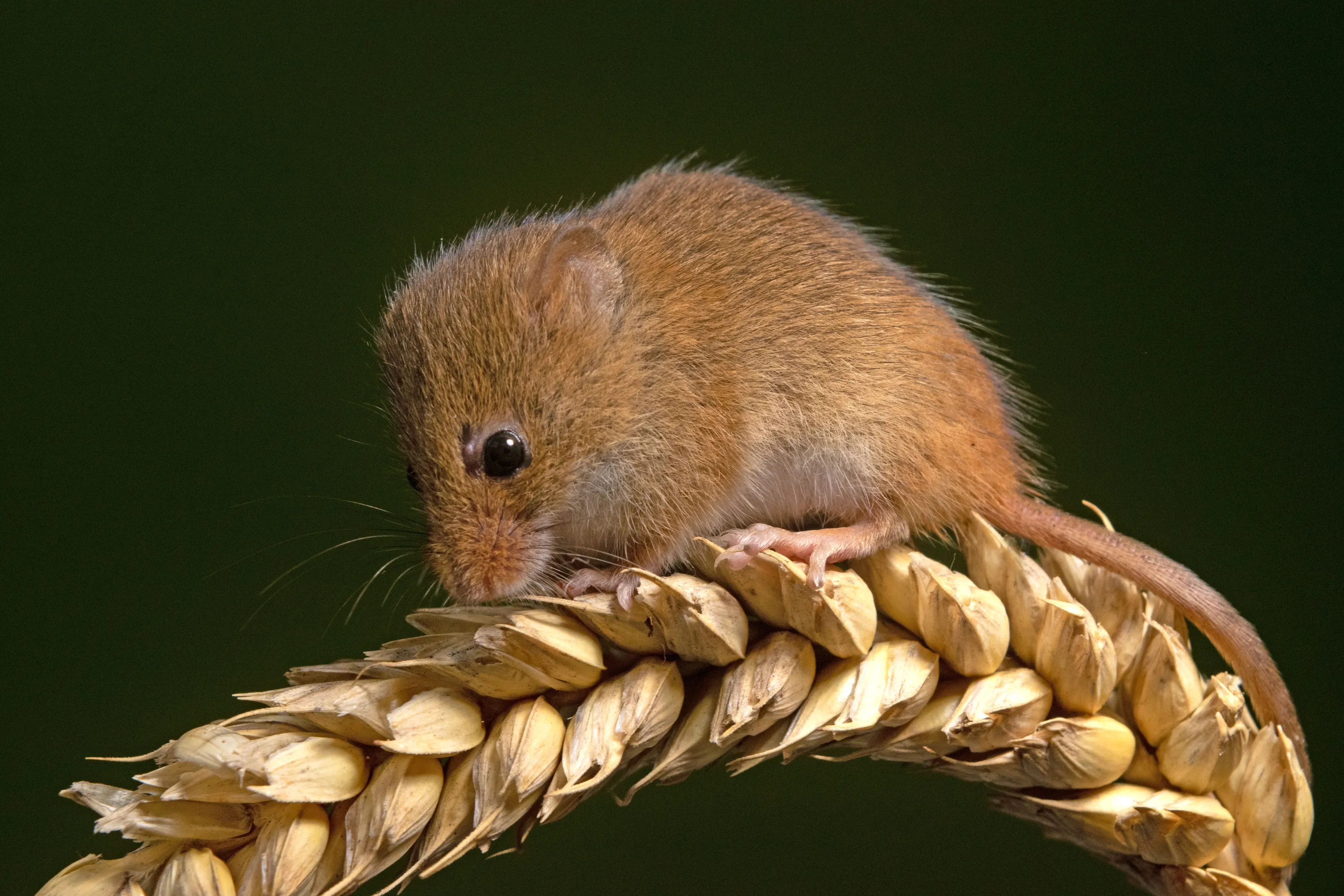 Mouse