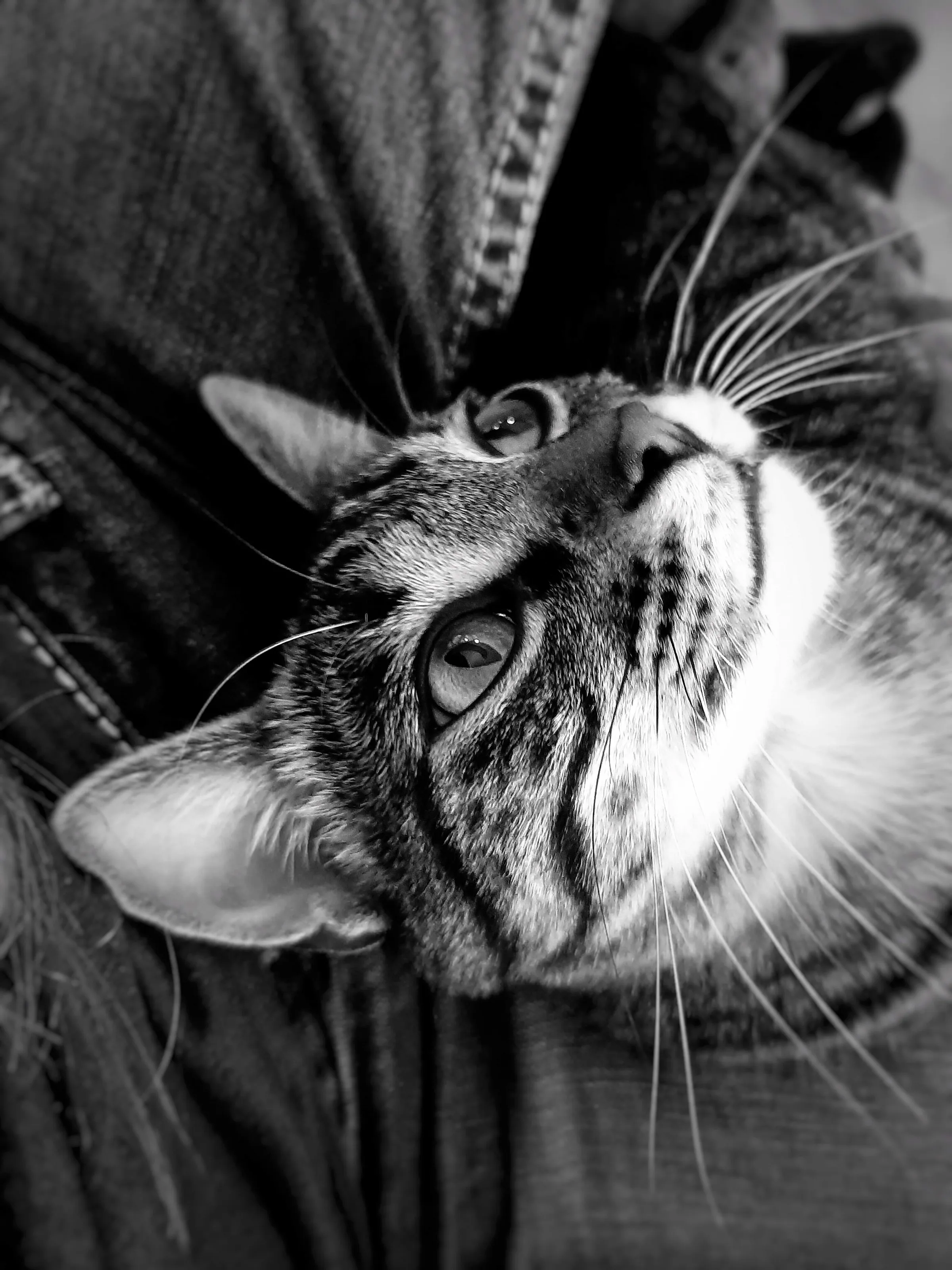 Wilson