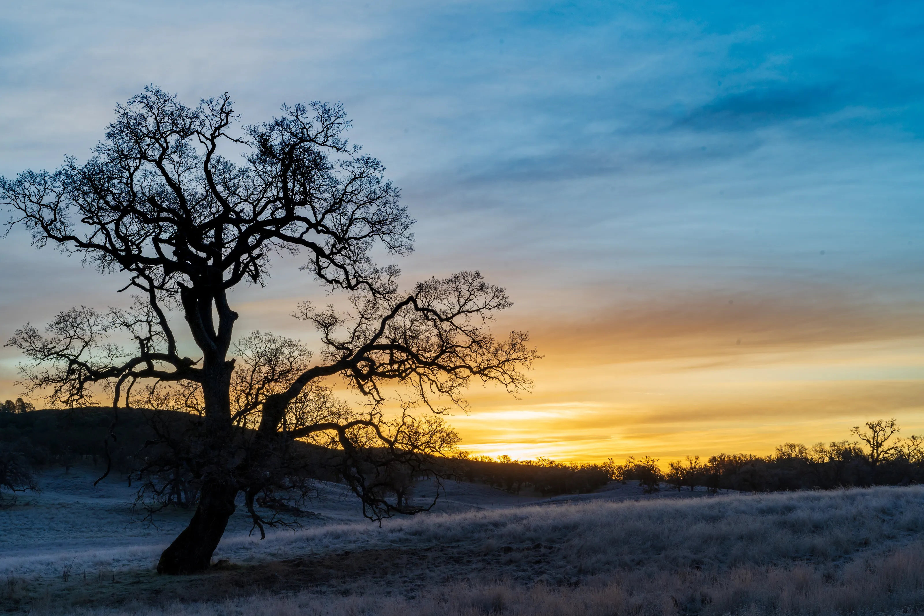 Oak tree on the plains at sunrise