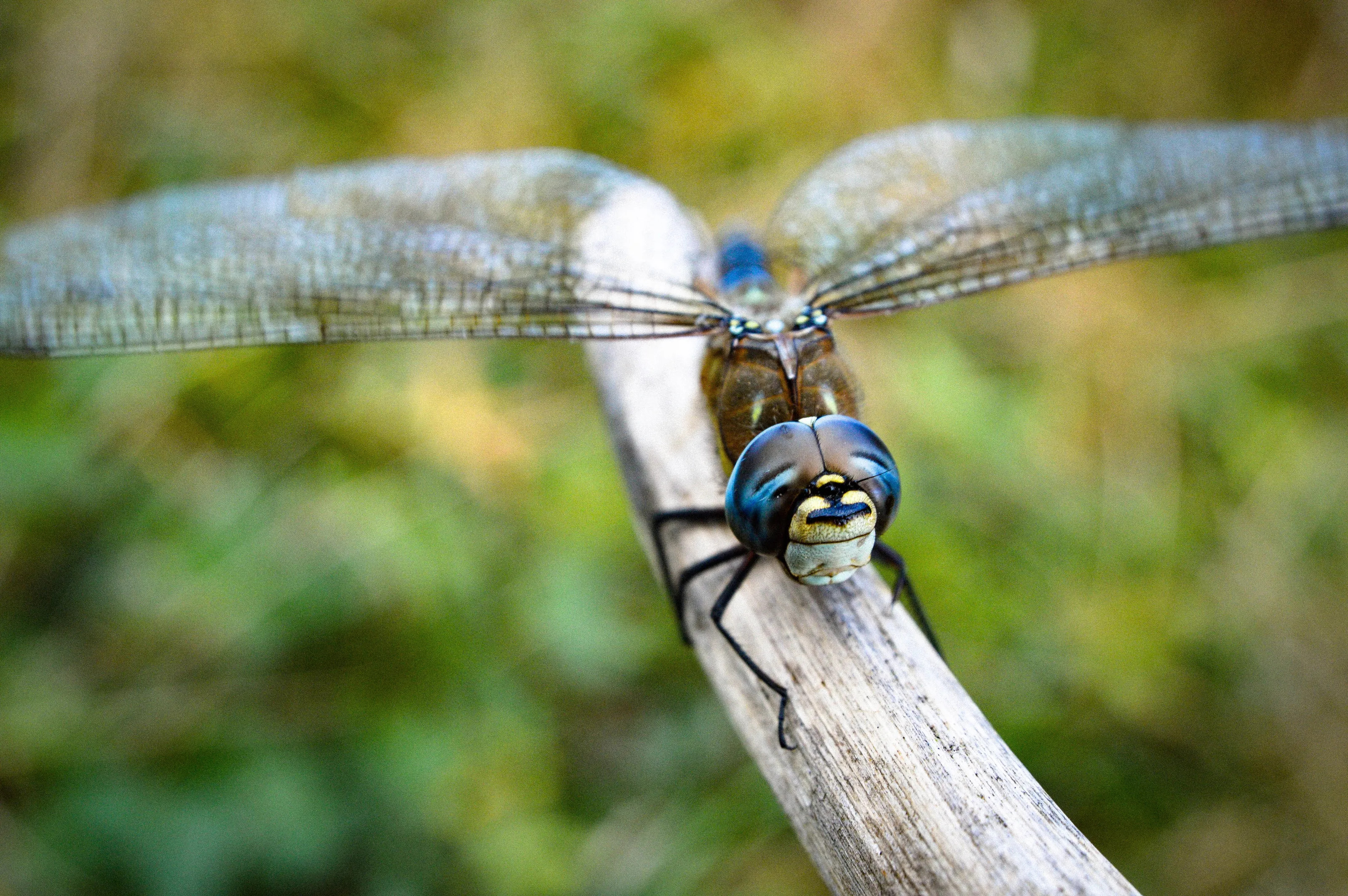 DRAGONFLY: CLIFFE MARSHES (KENT)