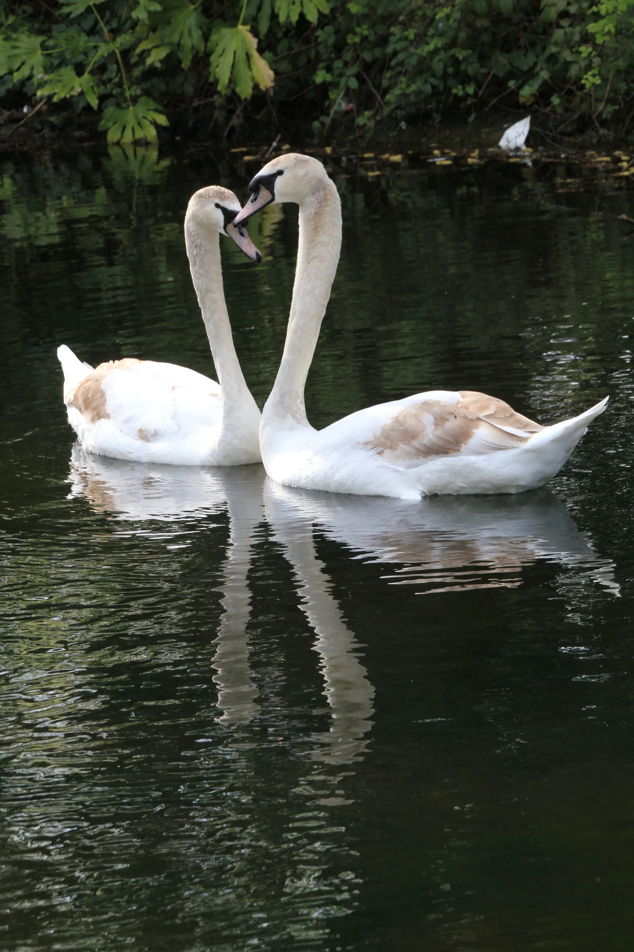 Love Birds