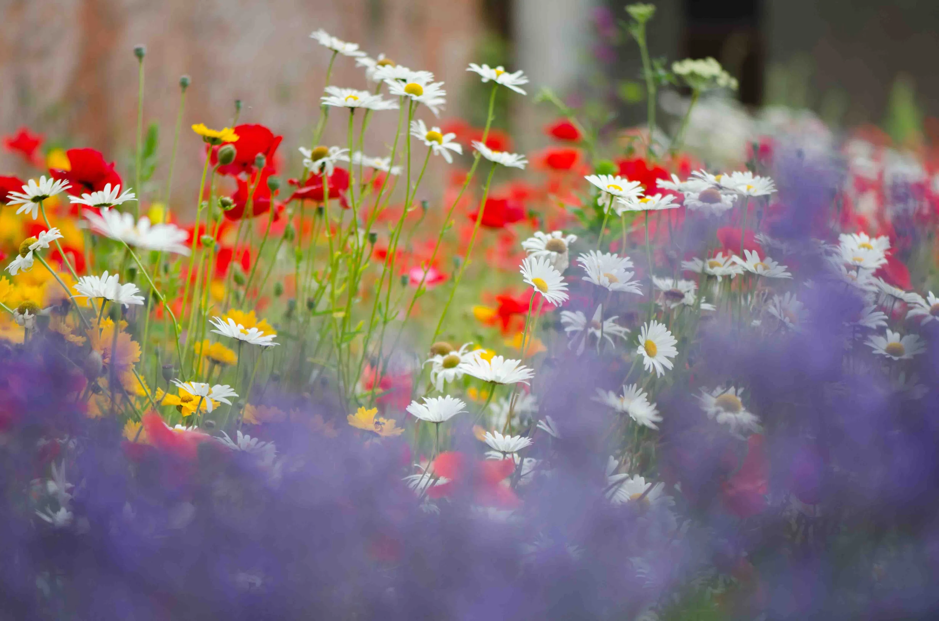 Wild Flowers
