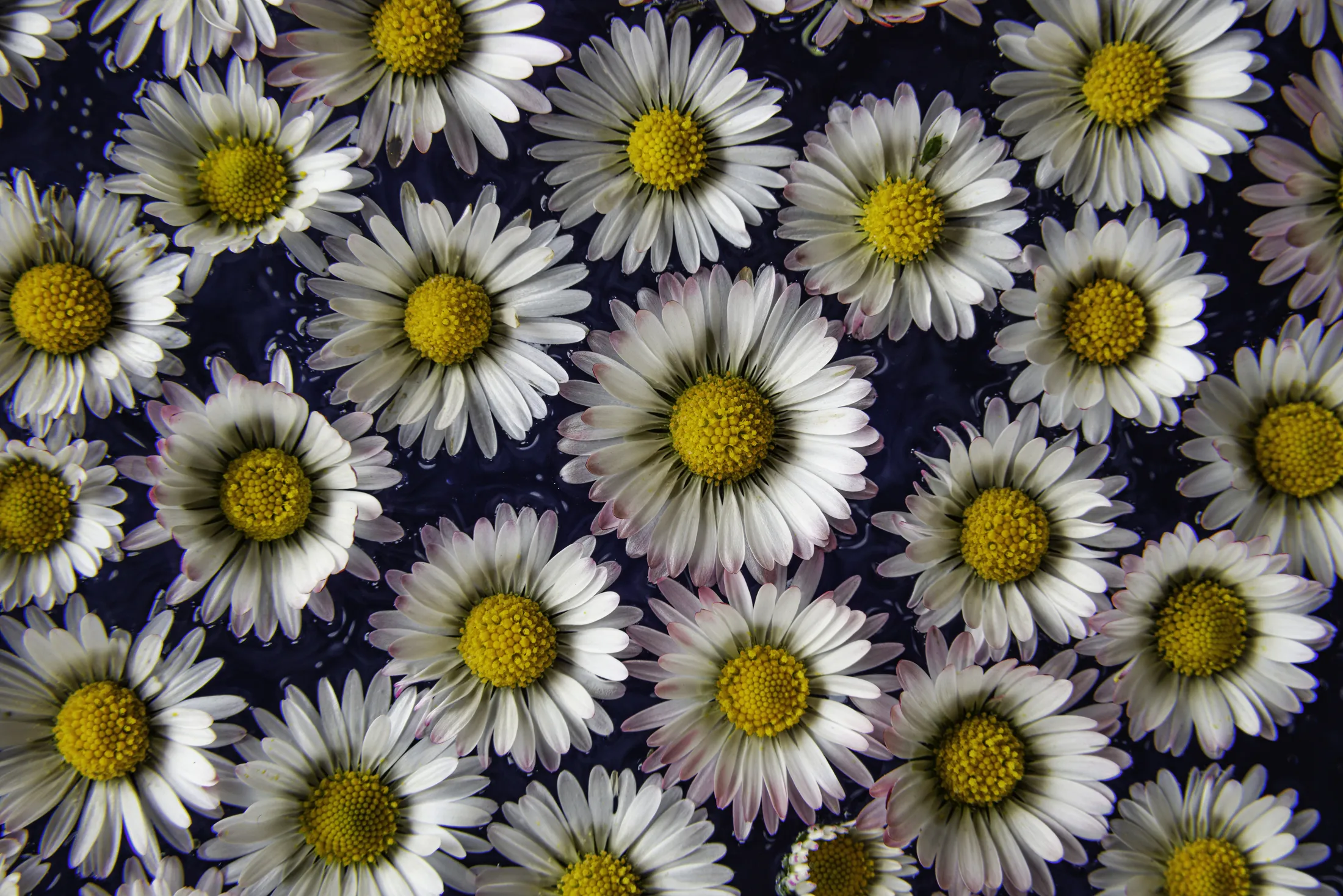 Dasies