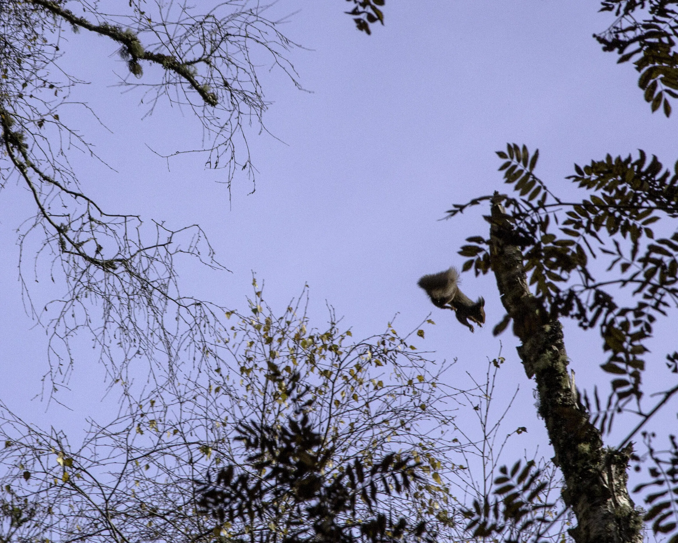 Squirrel in flight