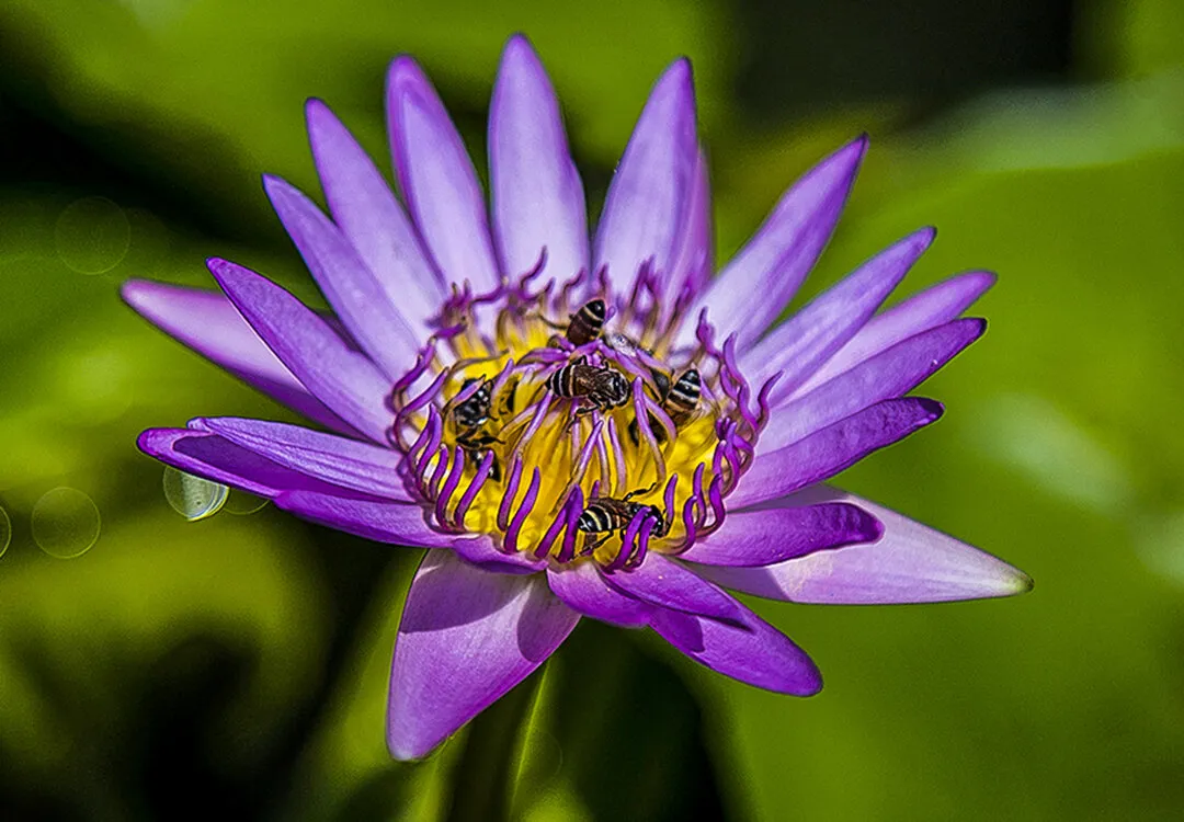 Lotus