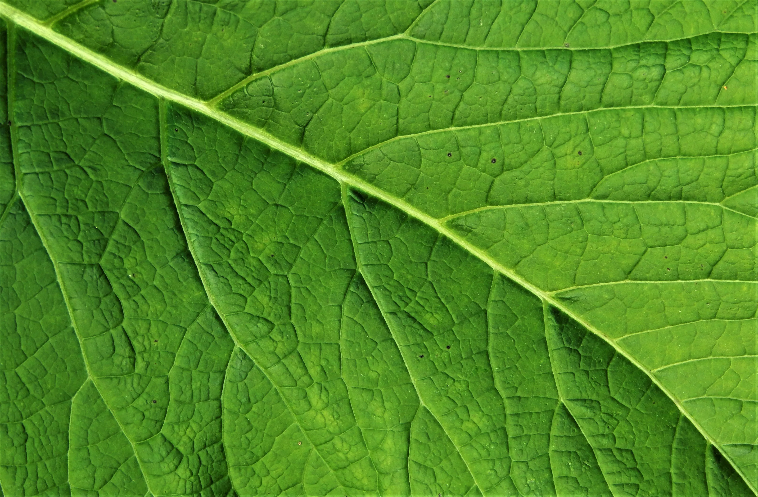 Nature up close in increased clarity