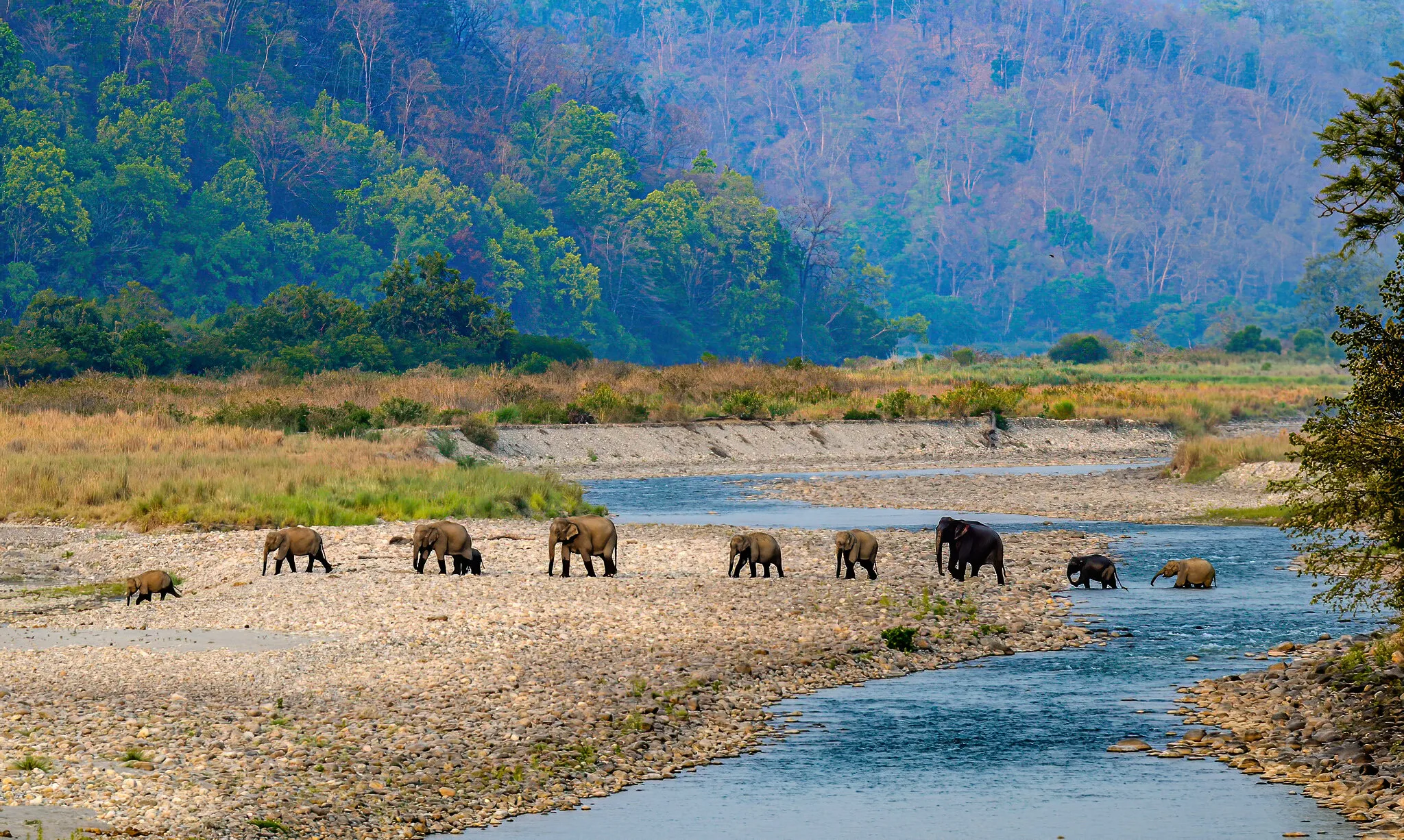 Social Distancing - Asian Elephants