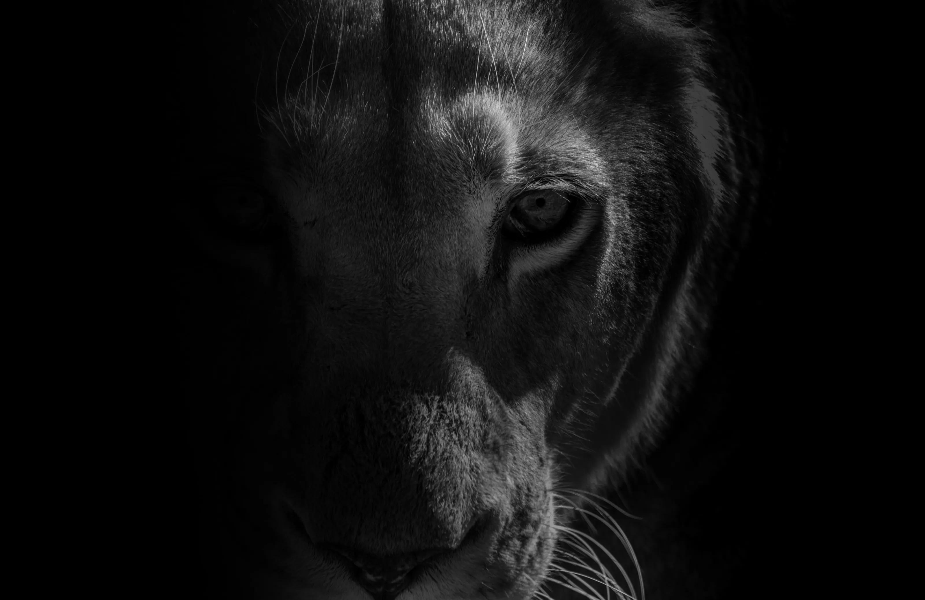 Hunters gaze