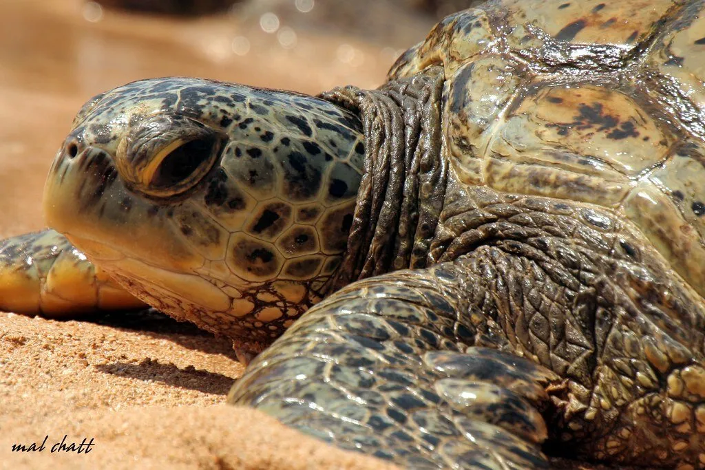 Entry 6190818