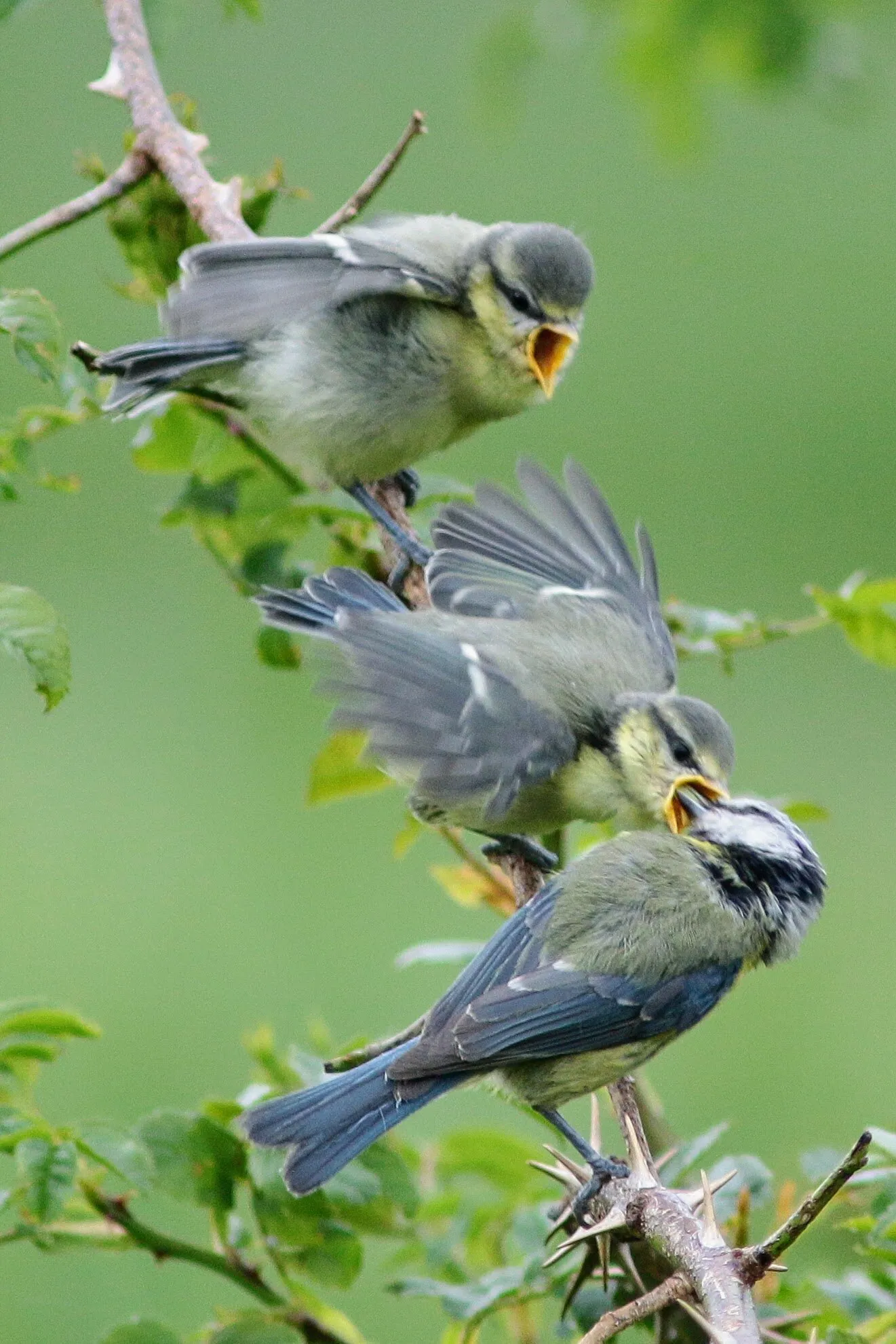 Blue tits being fed