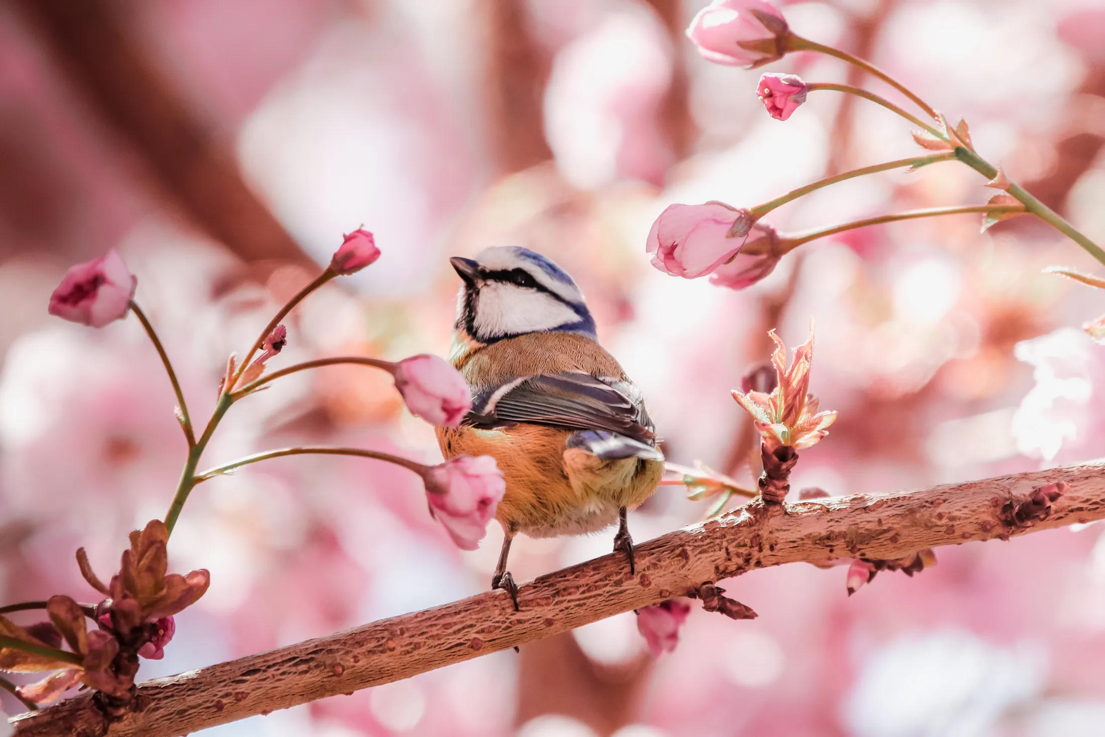 Blue Tit in the Spring Blossom