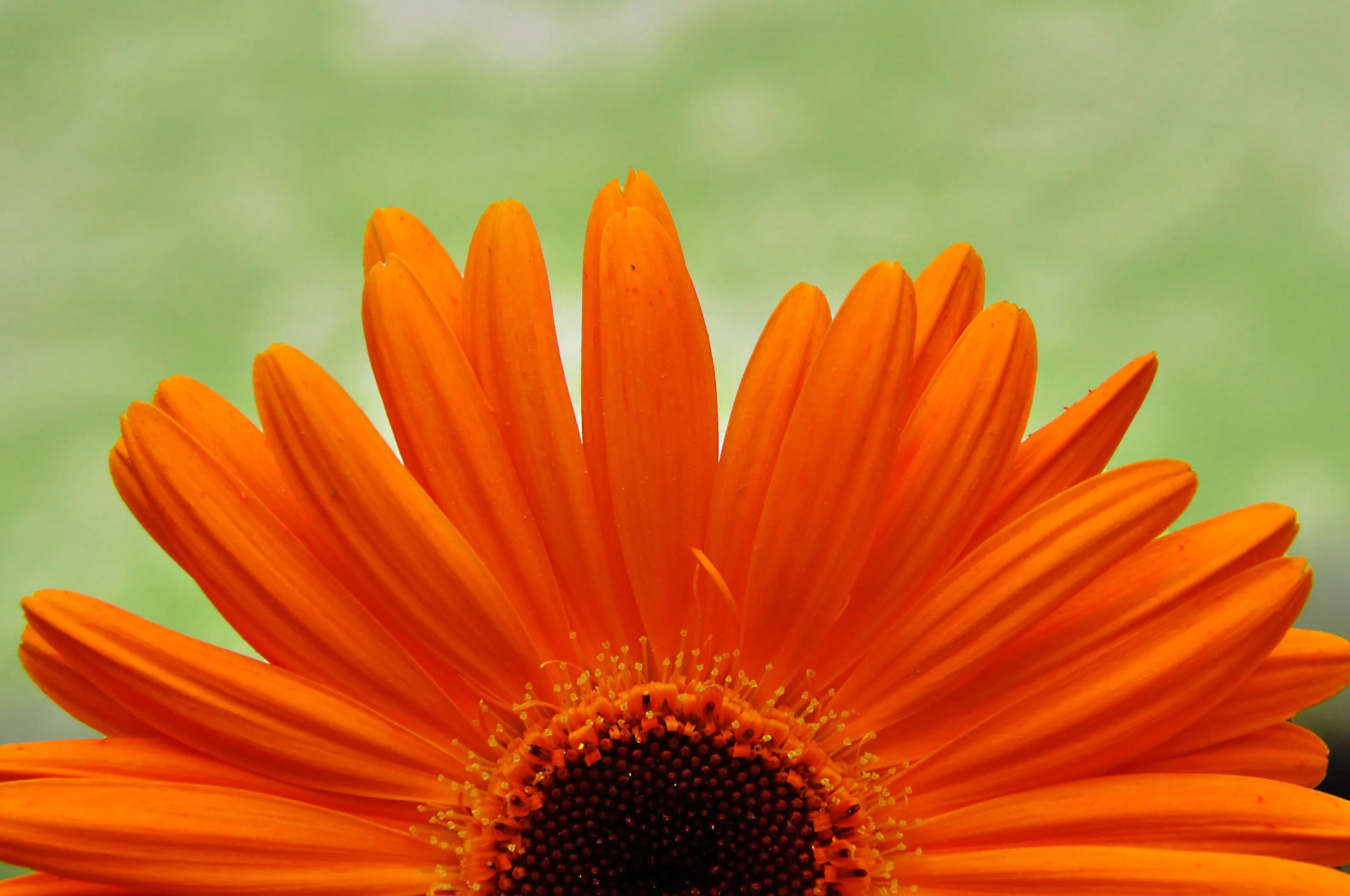 Orange Daisy