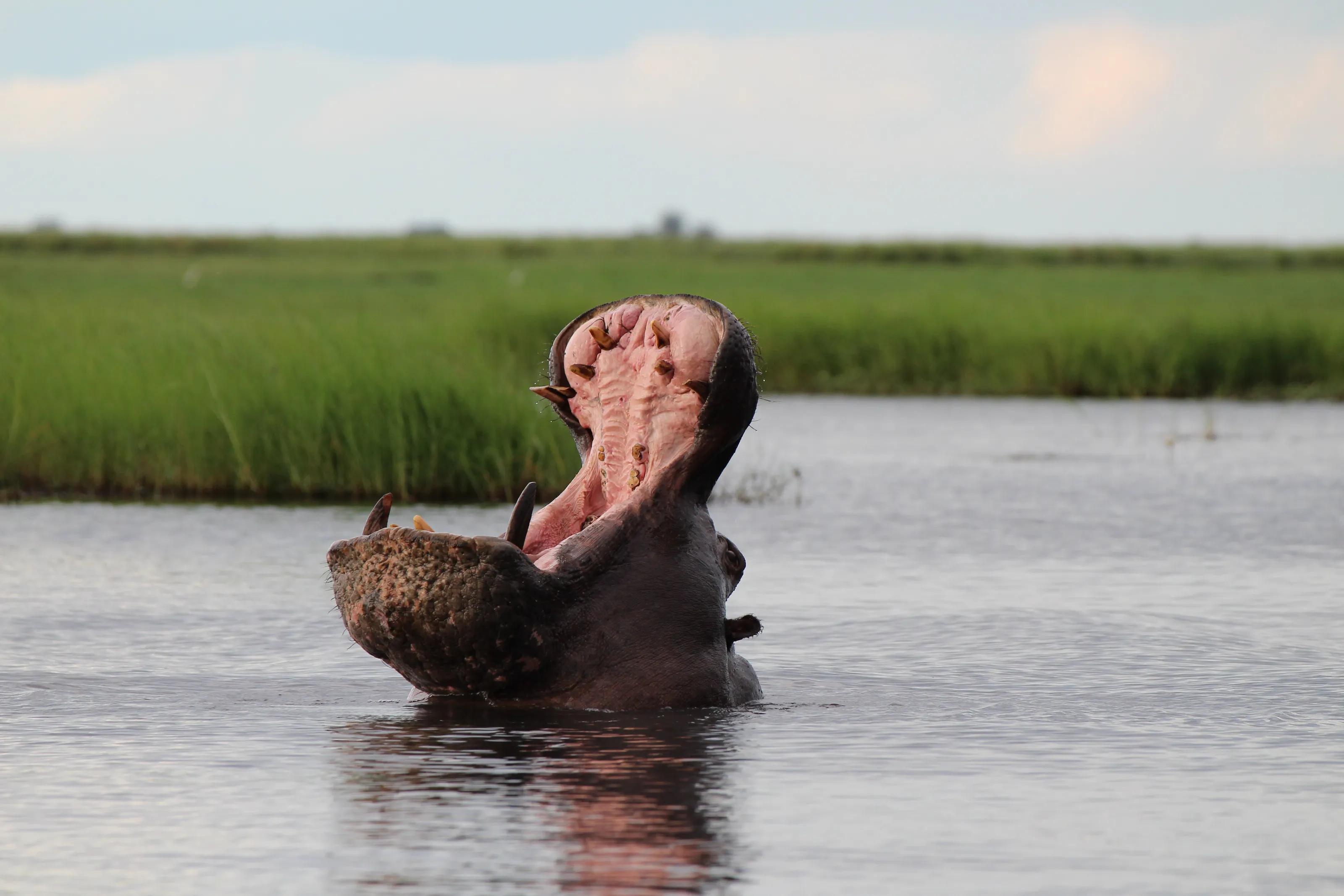 Territorial Hippopotamus