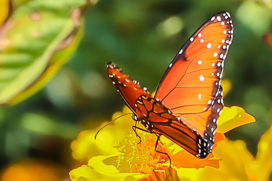 Monarch beautifly