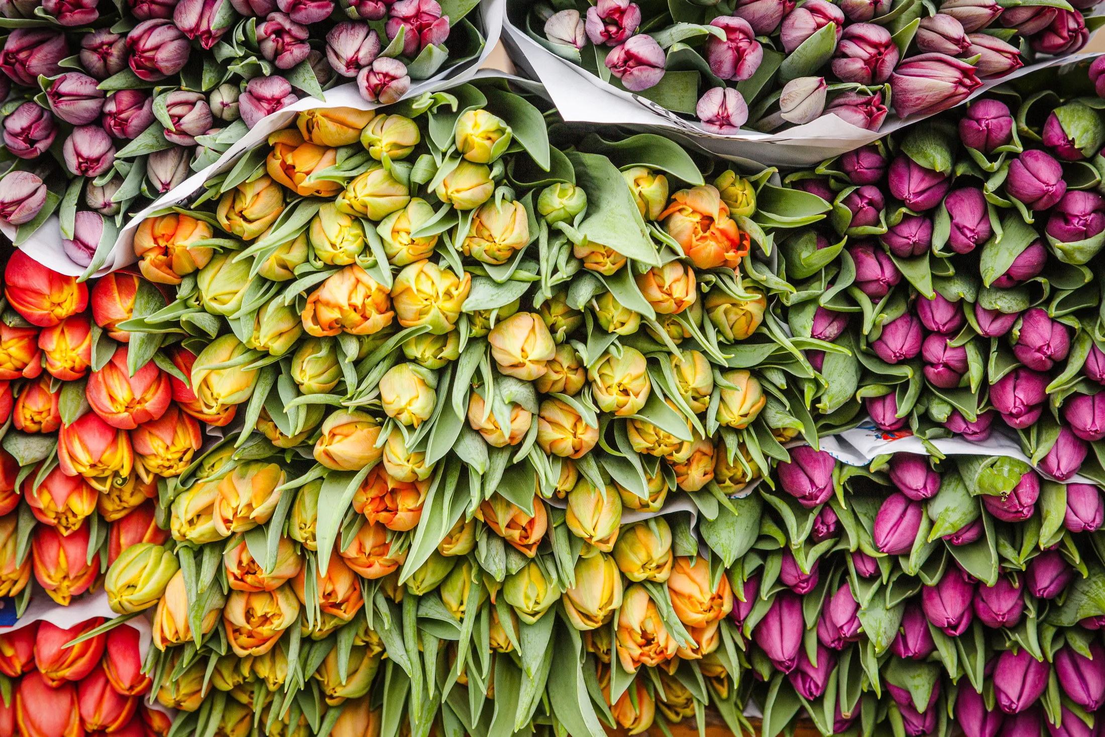 Lots of Tulips