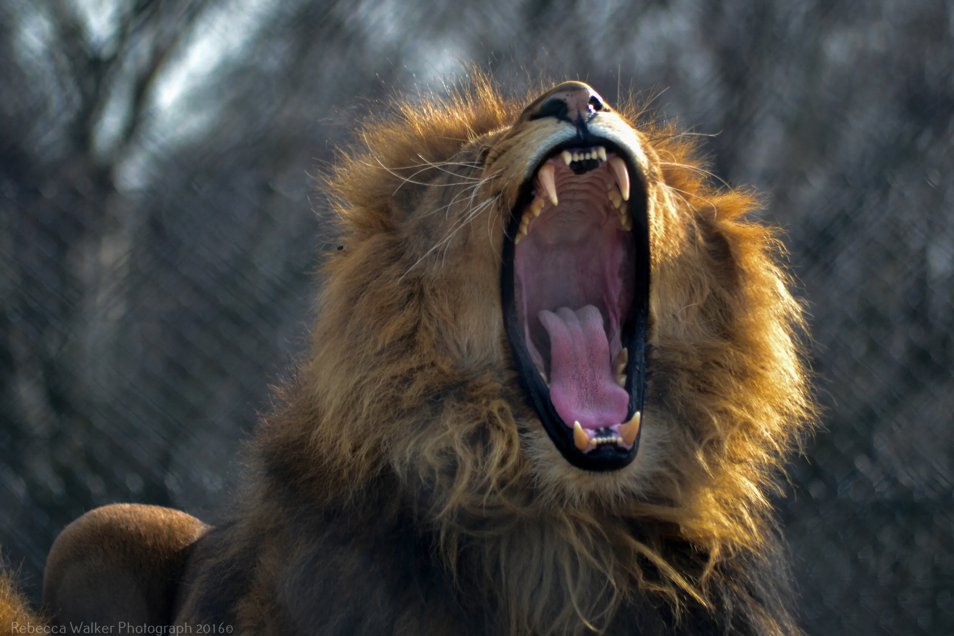 Sleepy Lion